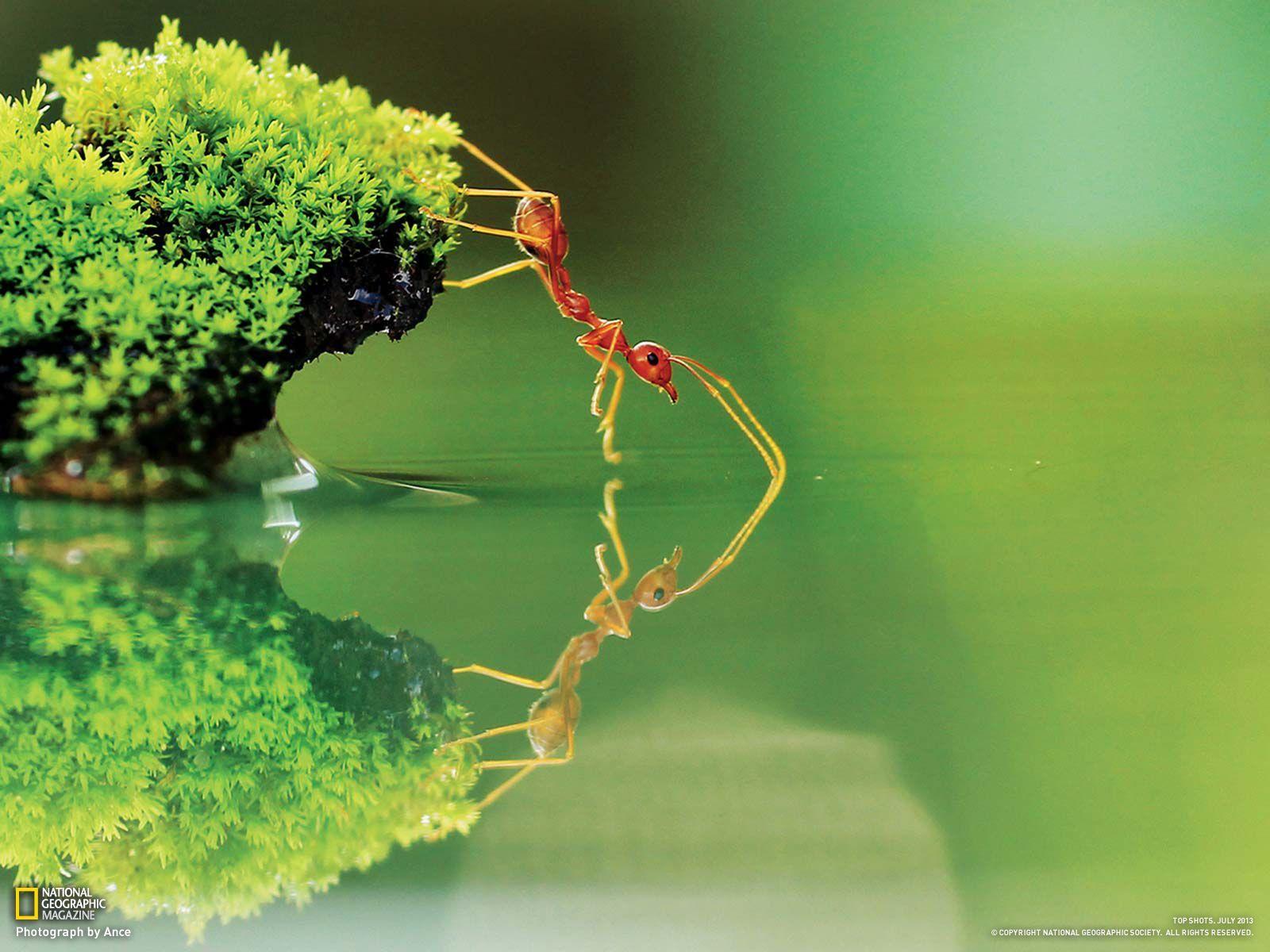 1600x1200 National Geographic Wallpaper 2016