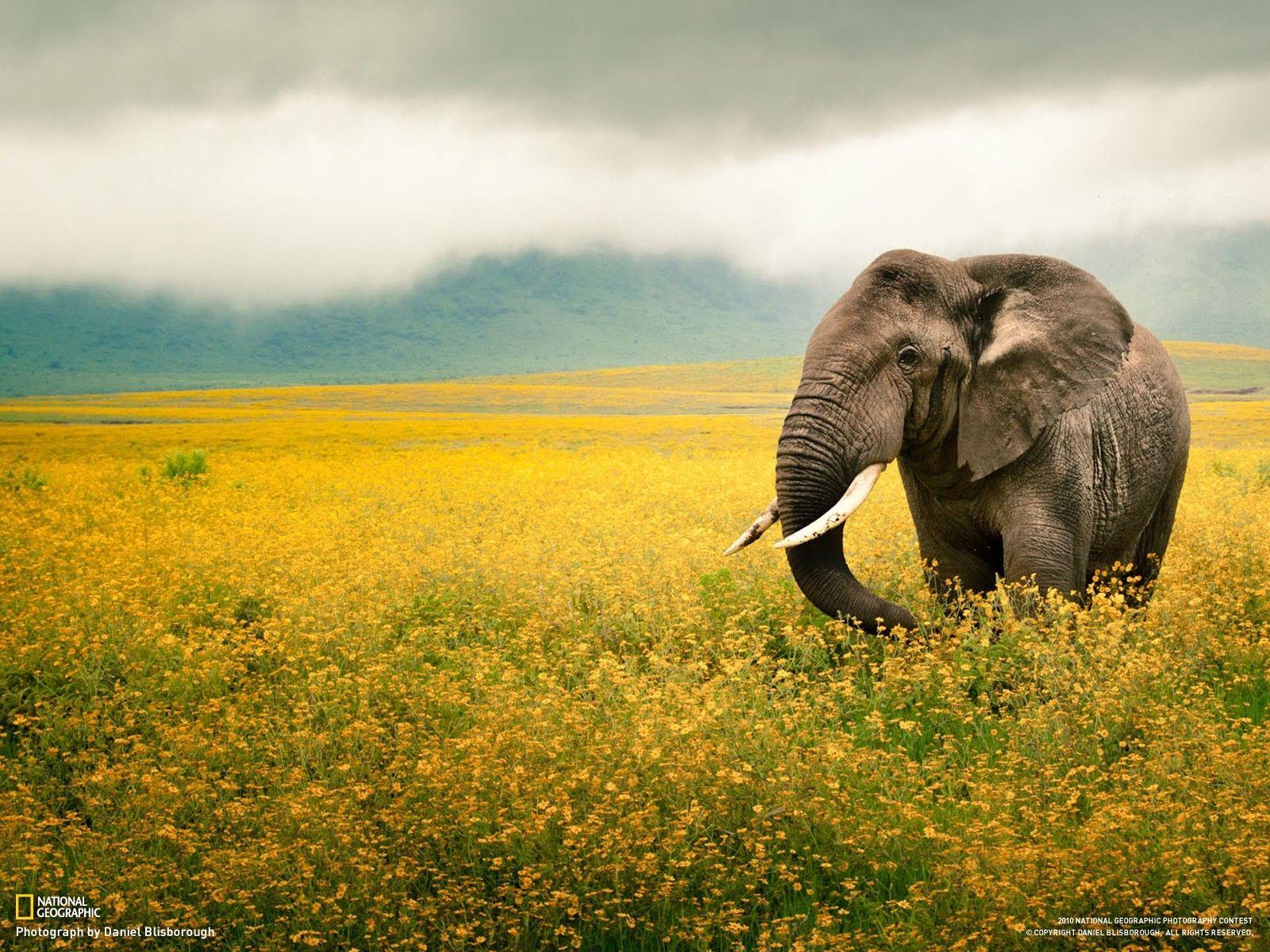 1600x1200 National Geographic, Fields, Animals, Tanzania, Elephants