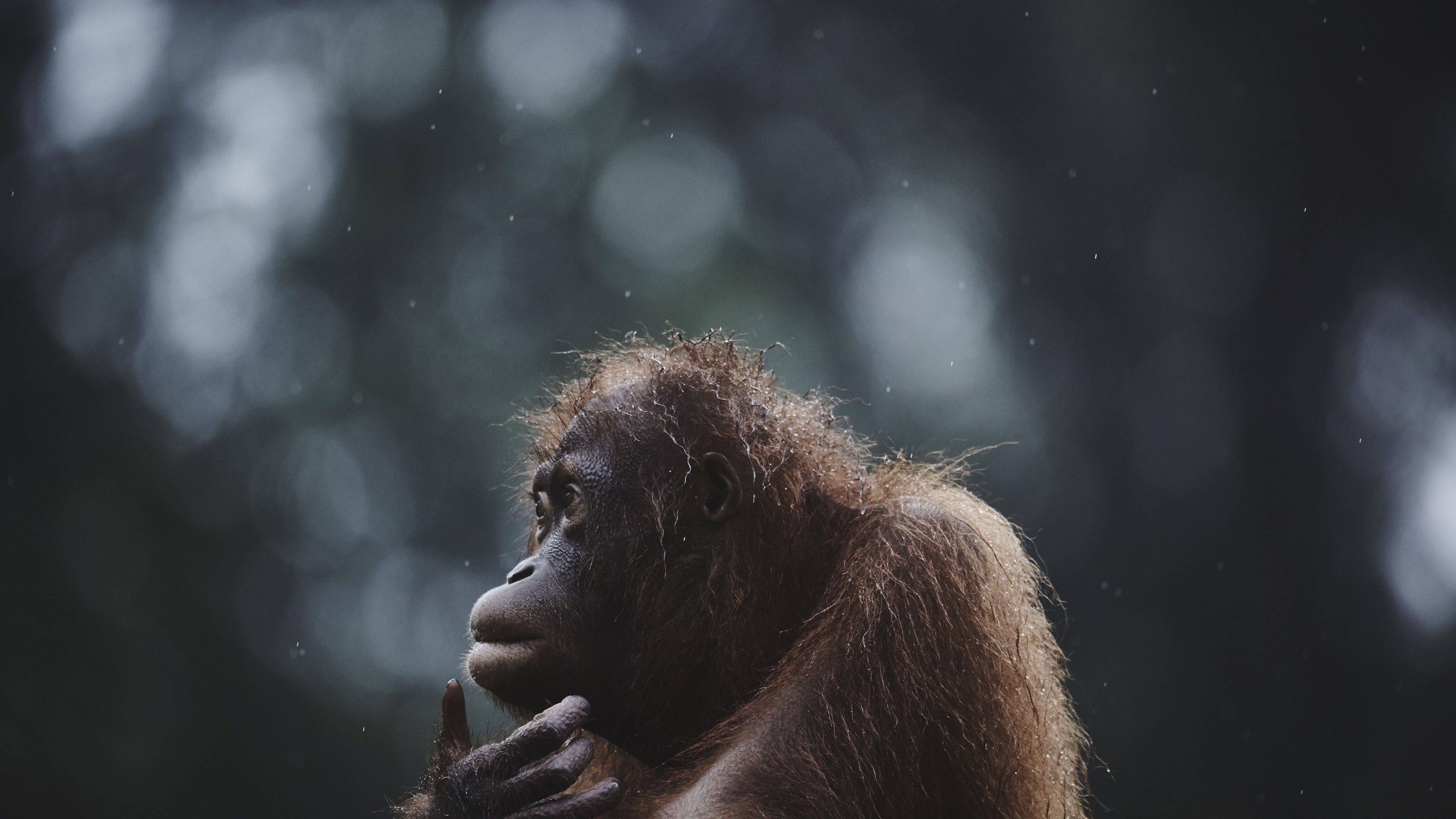 5120x2880 Wallpaper Orangutan, Borneo, Malaysia, wildlife, National