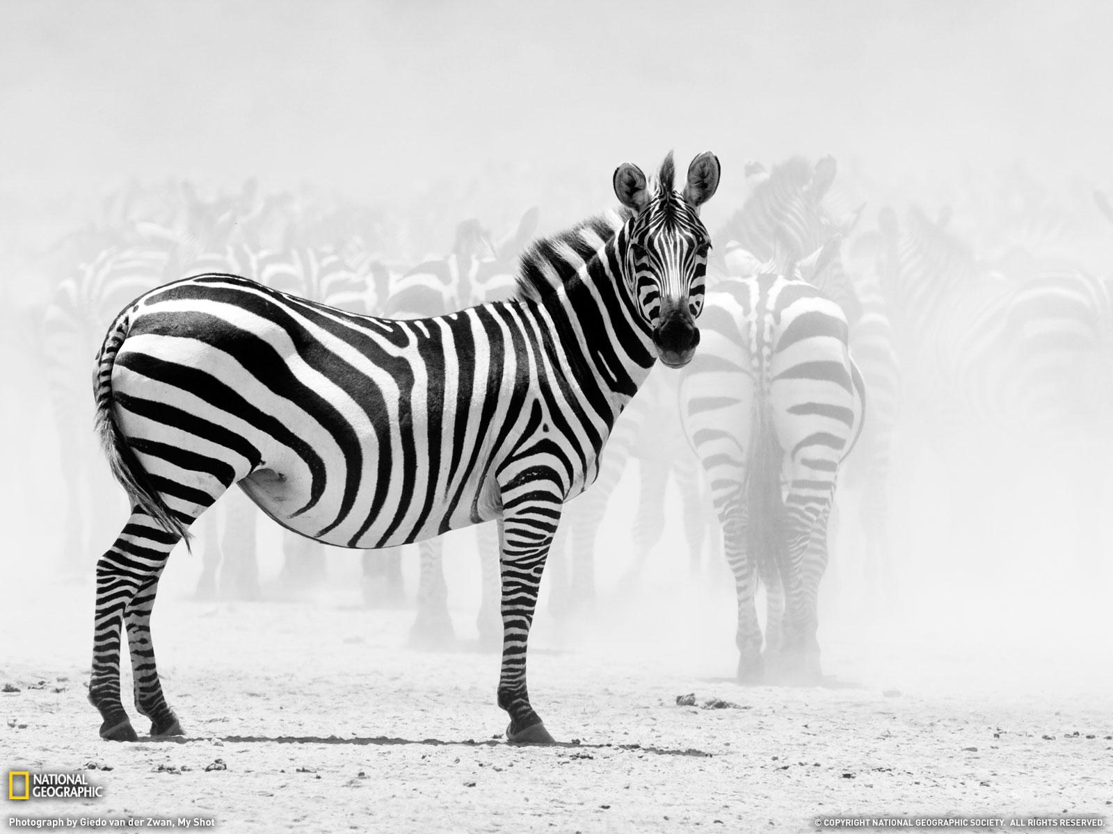 1600x1200 Picture, Tanzania Wallpaper Geographic Photo Of The Day