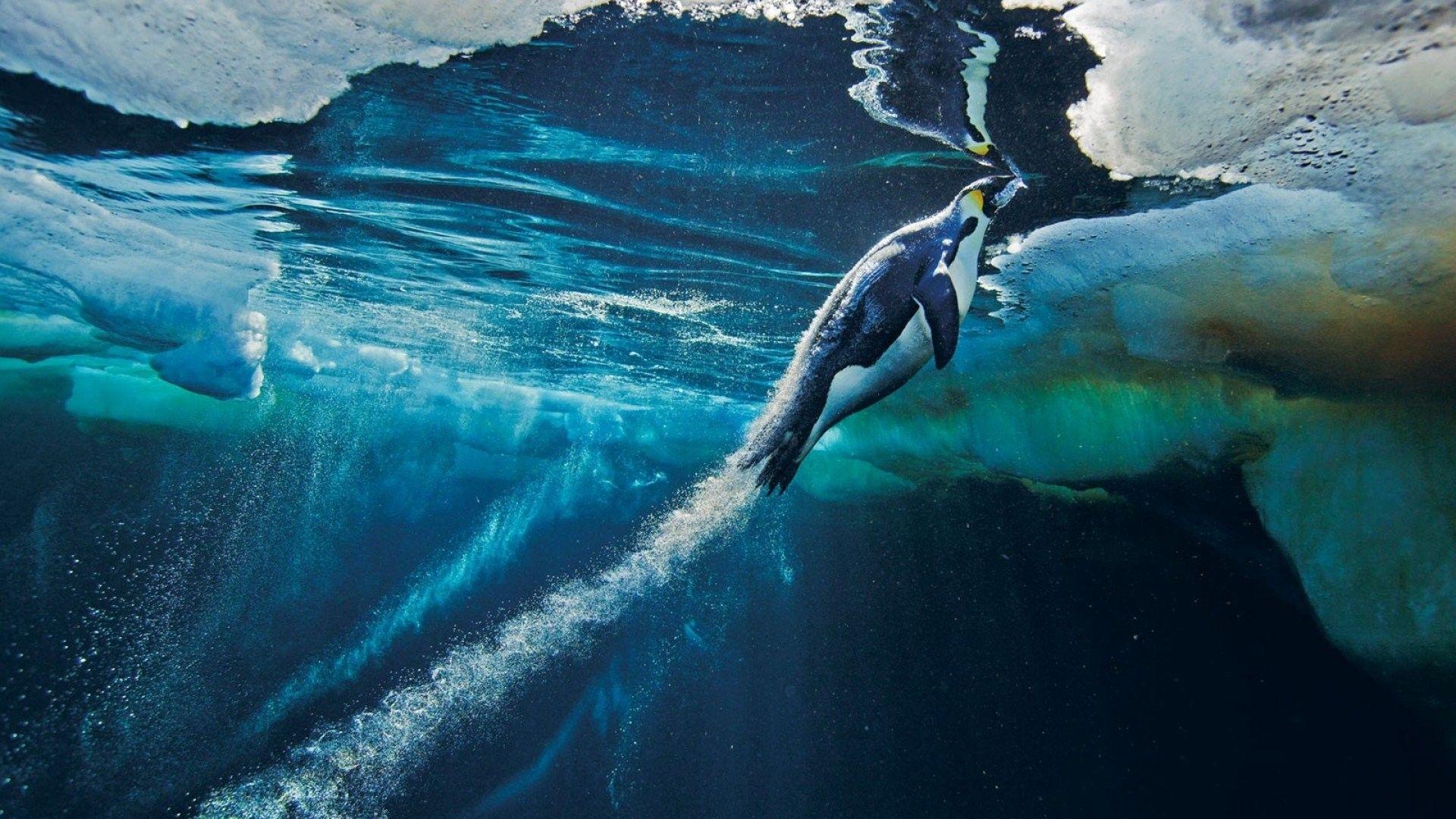 1920x1080 National Geographic Desktop Background