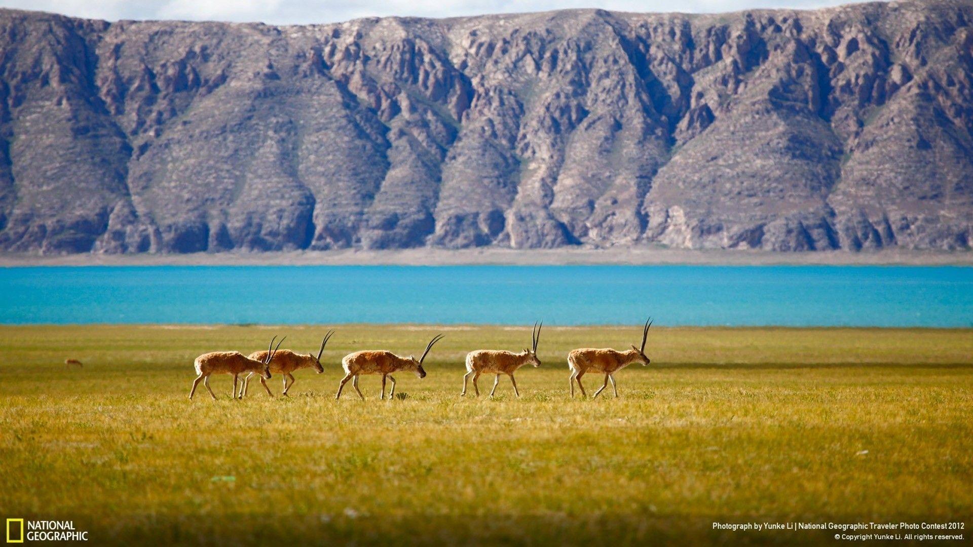1920x1080 National Geographic Desktop Background