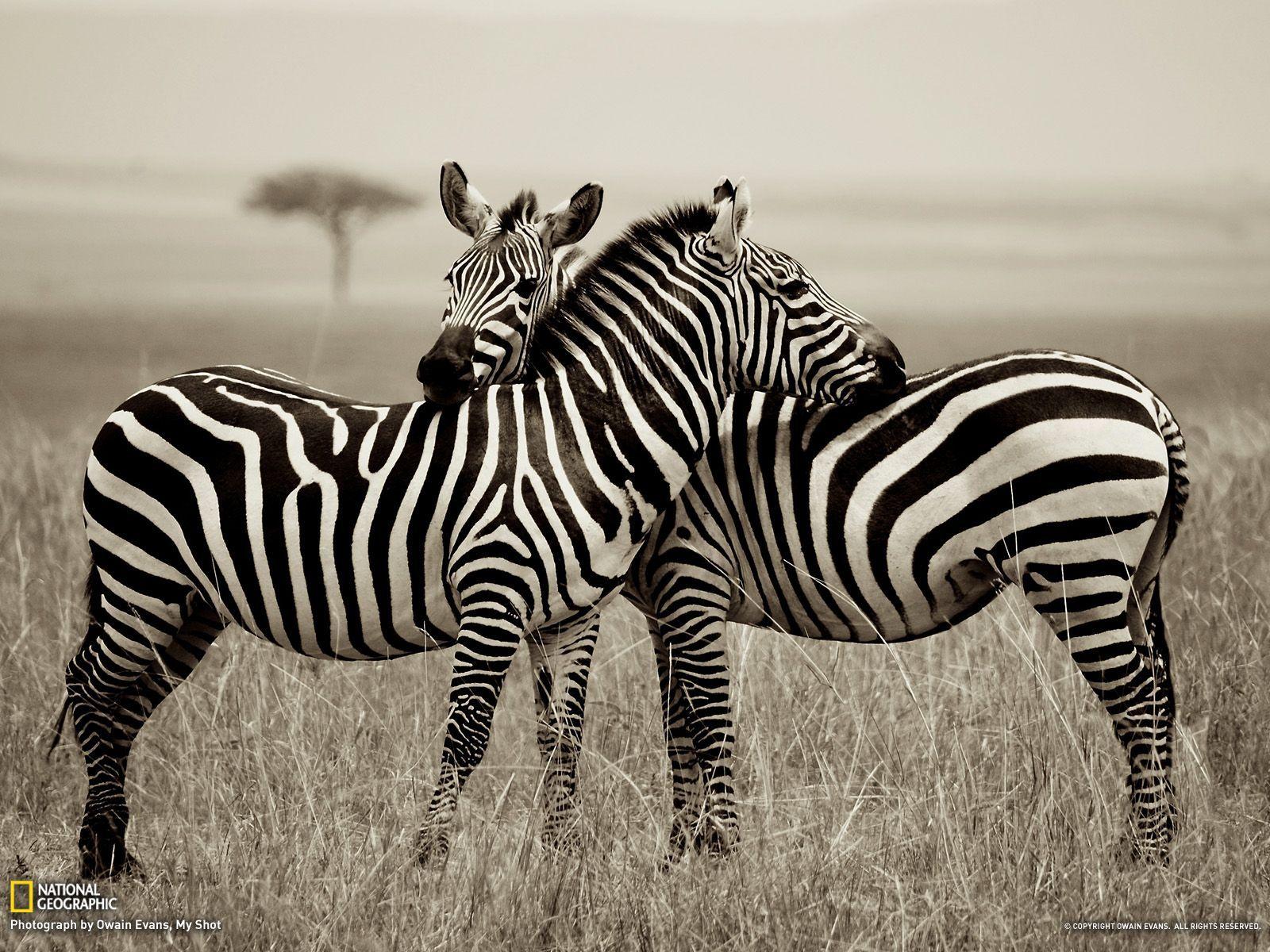 1600x1200 Photo of the Day. Zebra picture, Zebra, Zebras