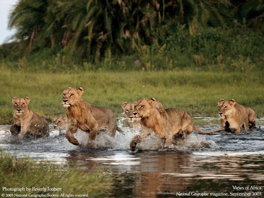 1024x768 Lions Geographic Photo