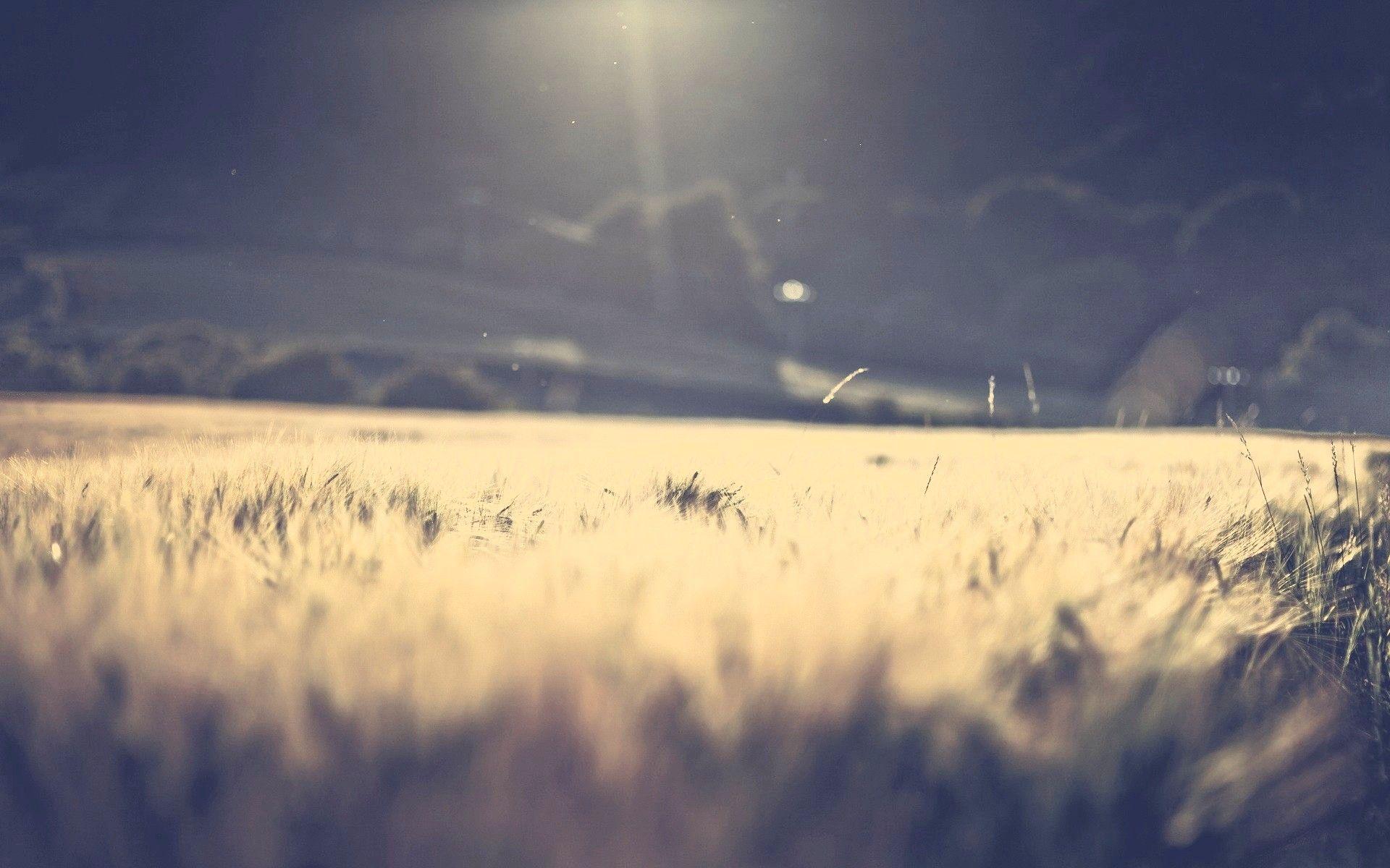1920x1200 Solitary Wheat Field HD Wallpaper Wallpaper HD