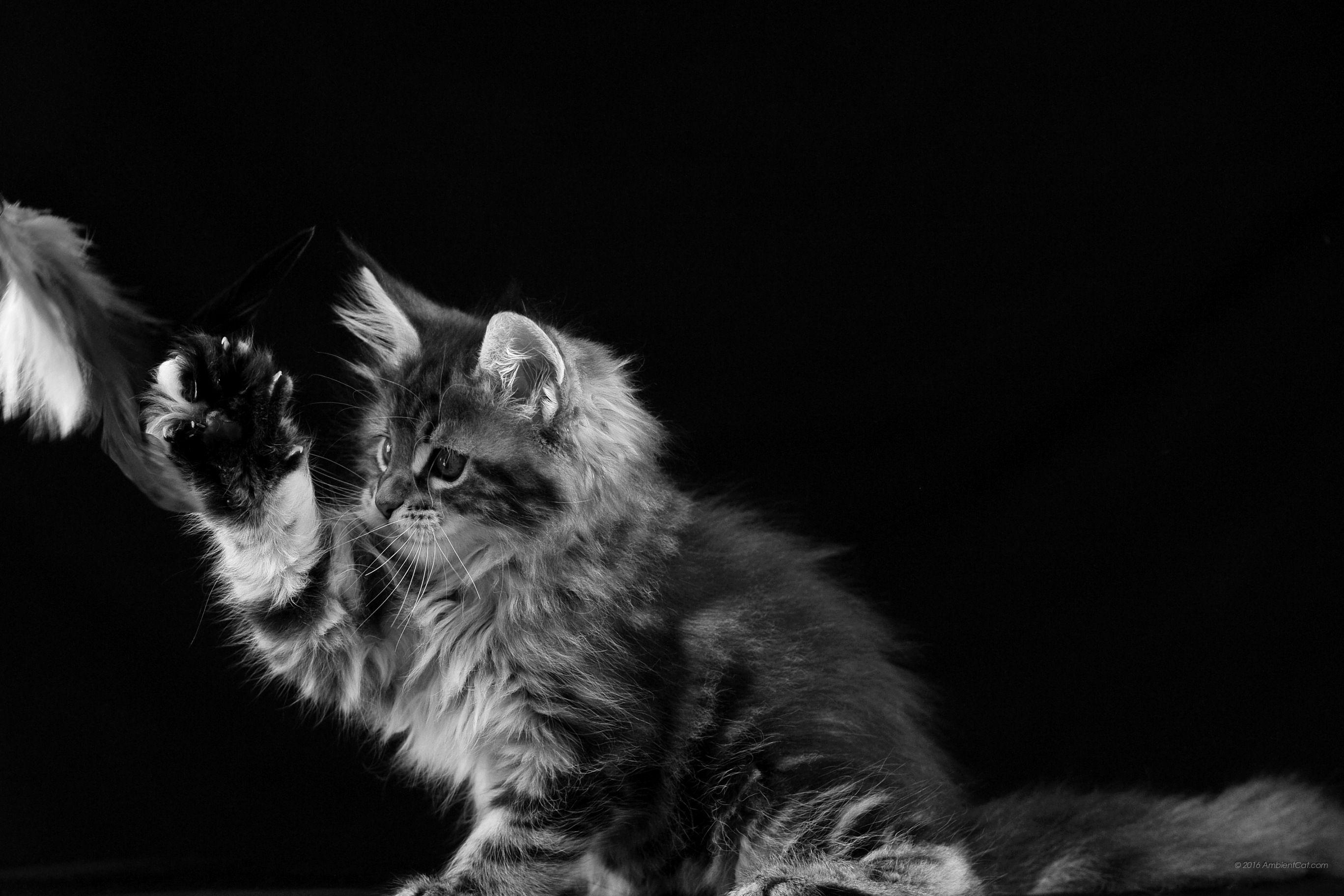 2736x1824 Surface Wallpaper Microsoft Surface Pro 4 Background