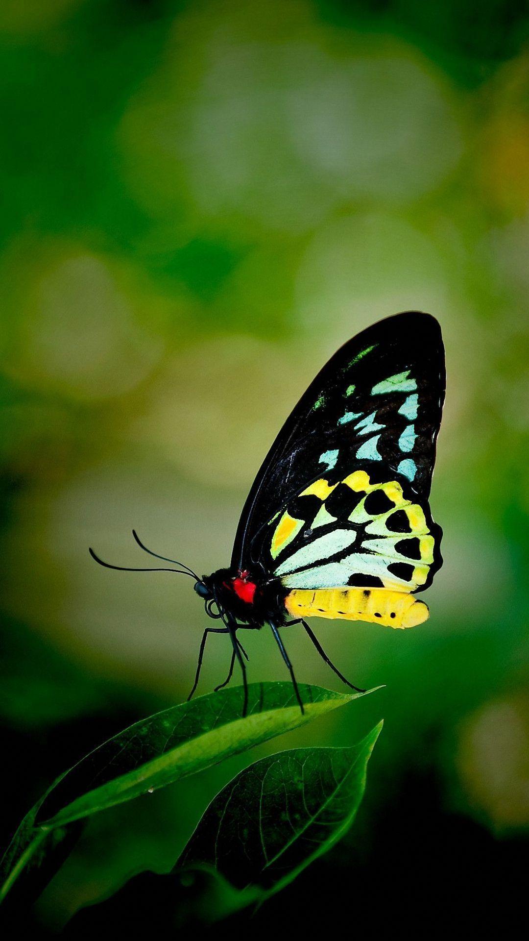 1080x1920 Butterfly iPhone Wallpaper (52 picture)