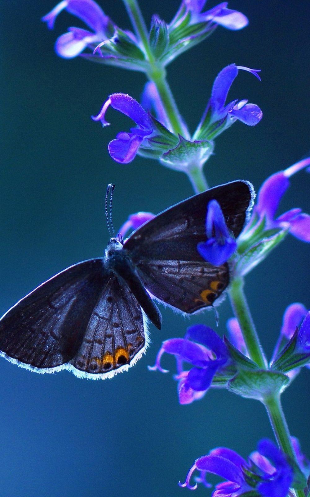 1000x1600 Butterfly Mobile Wallpaper