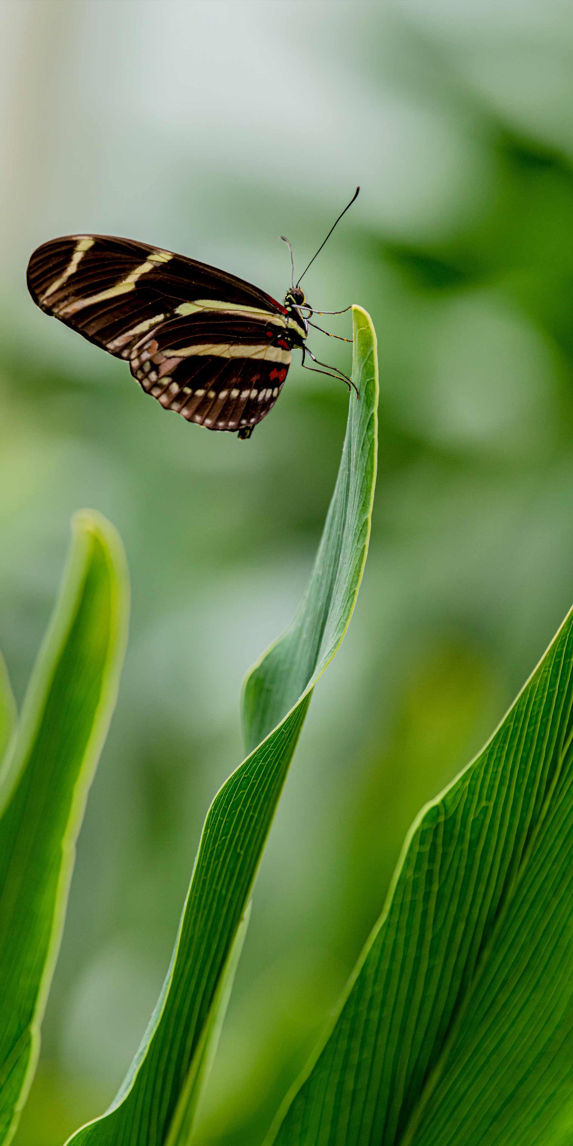 1920x3840 Mobile Wallpaper. Phipps Conservatory and Botanical Gardens