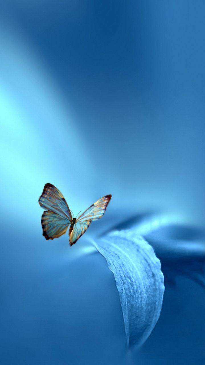 720x1280 Download This Wallpaper IPhone 5 Butterfly (720x1280)