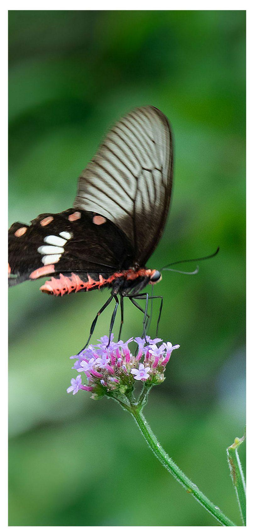 808x1692 butterfly mobile phone wallpaper background image free download