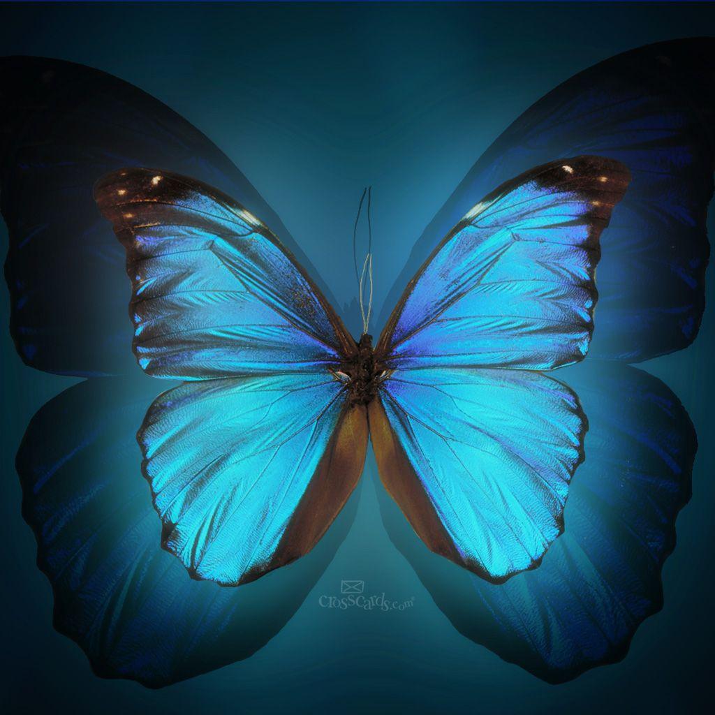 butterfly home screens