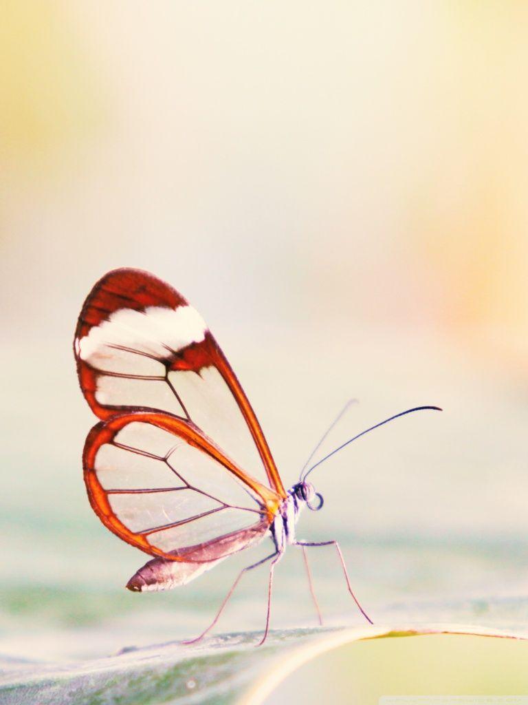 768x1024 Transparent Wings Butterfly Ultra HD Desktop Background Wallpaper