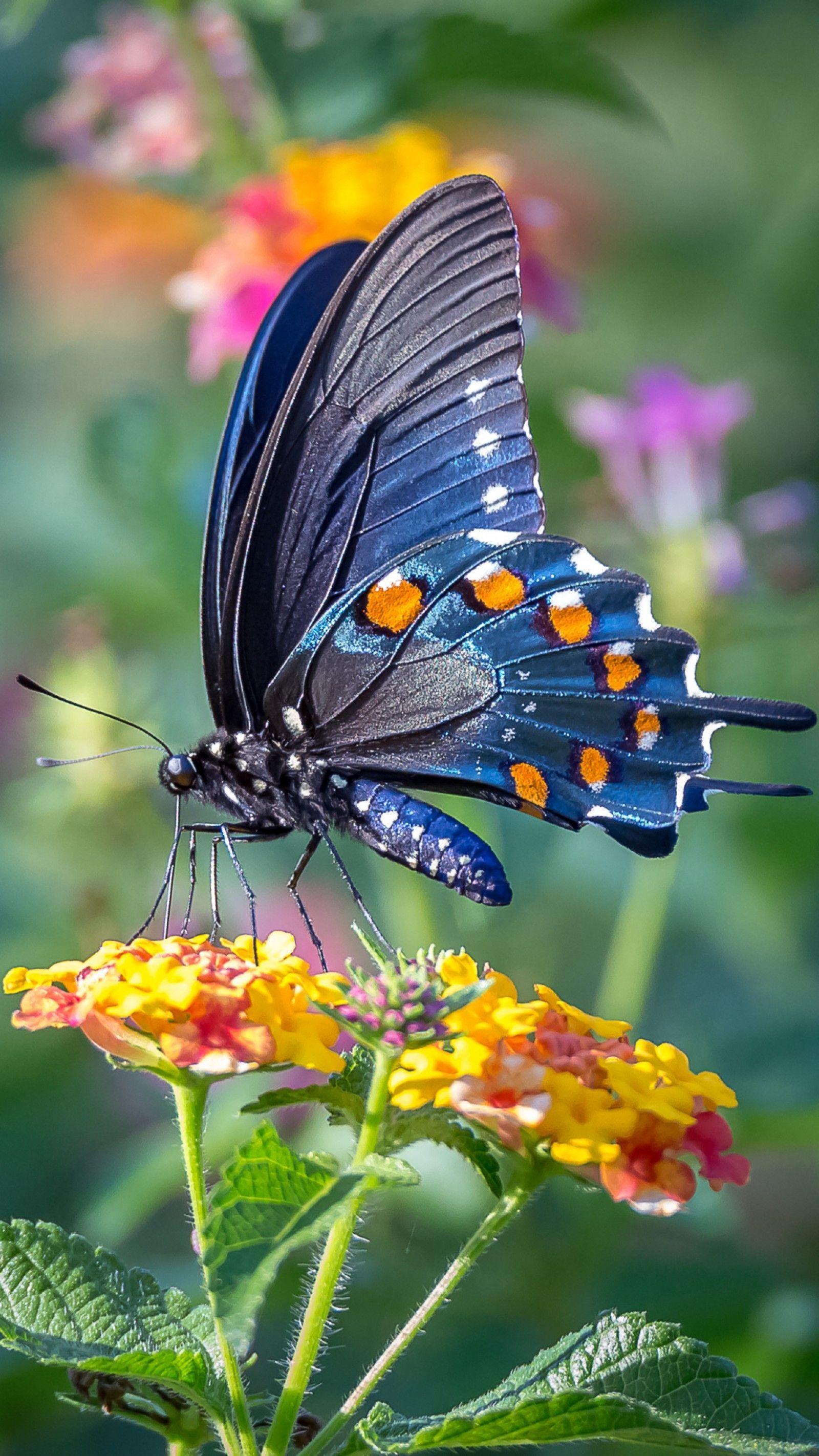 1600x2844 Free Butterfly Wallpaper For Android (64 Wallpaper)
