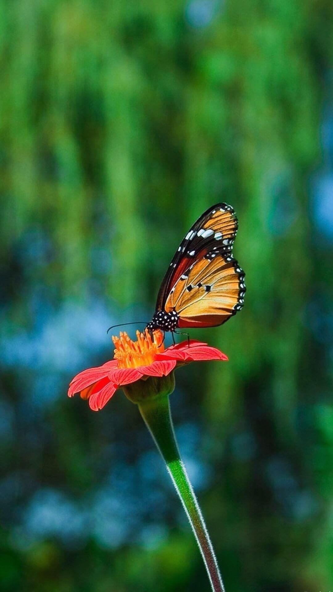 1080x1920 Free Butterfly Background For Android