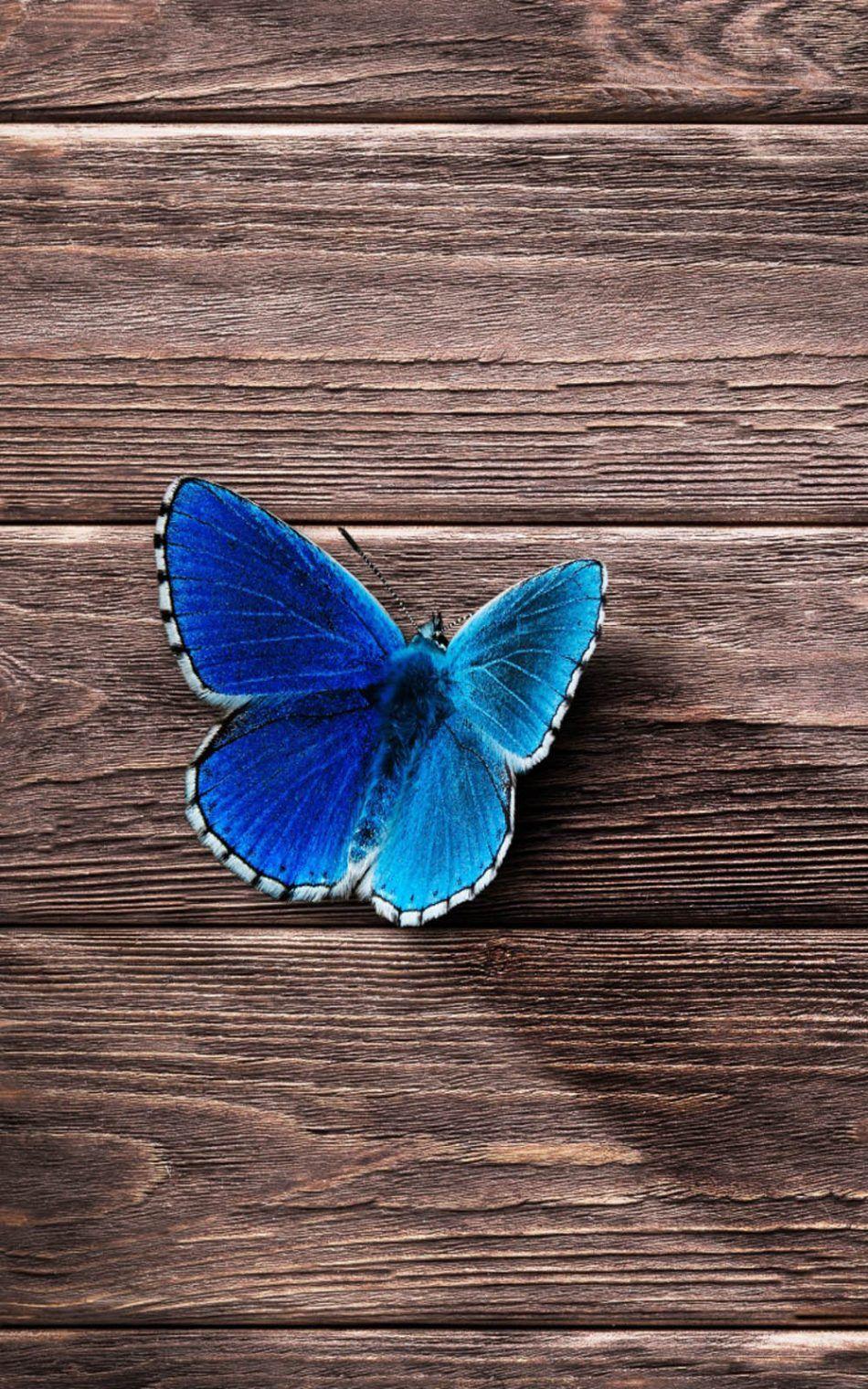 950x1520 Beautiful Blue Butterfly 4K Ultra HD Mobile Wallpaper