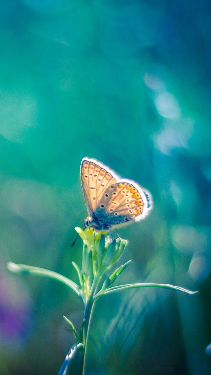 720x1280 Macro Butterfly Picture