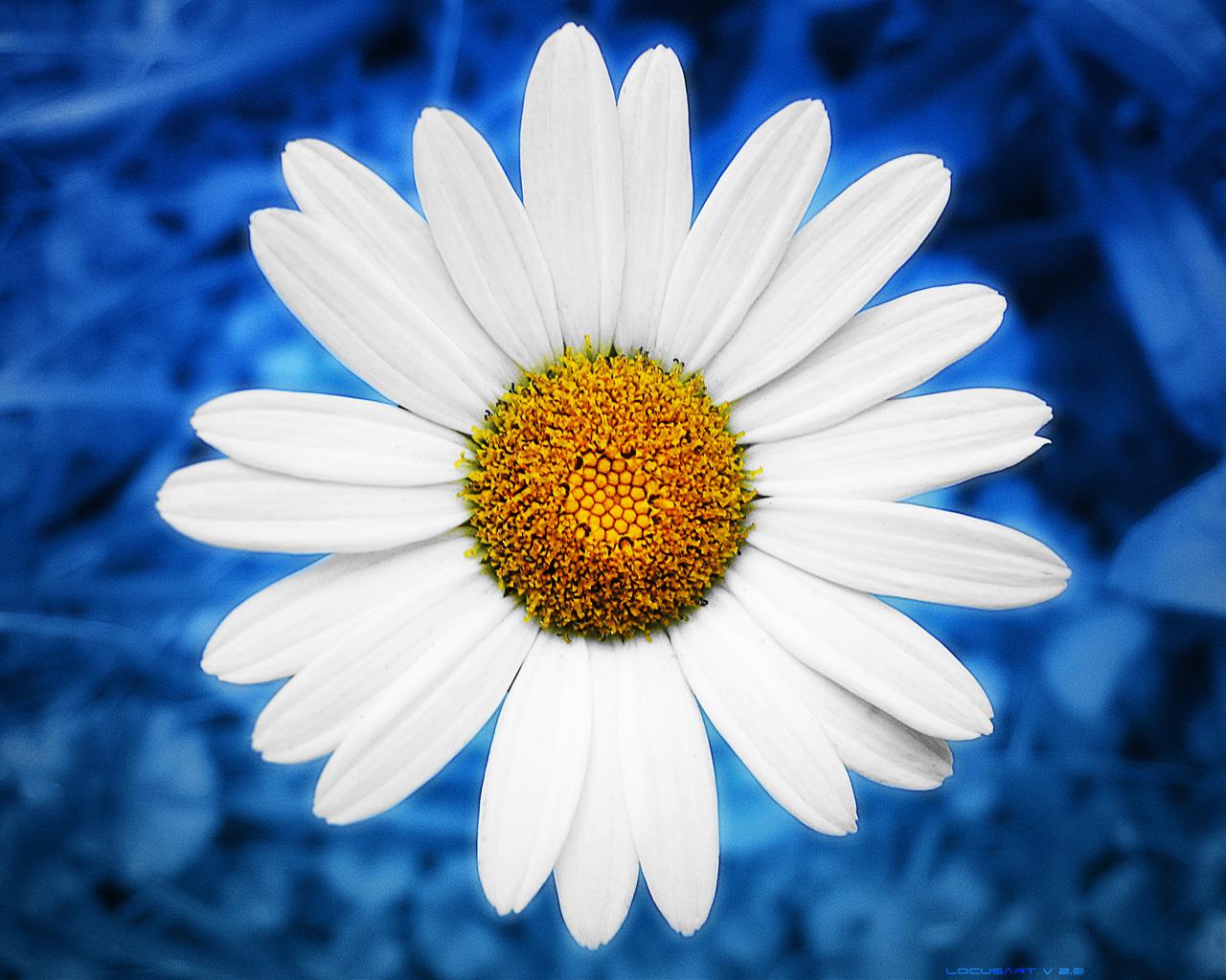 1280x1024 Daisies Wallpaper. Daisies Wallpaper