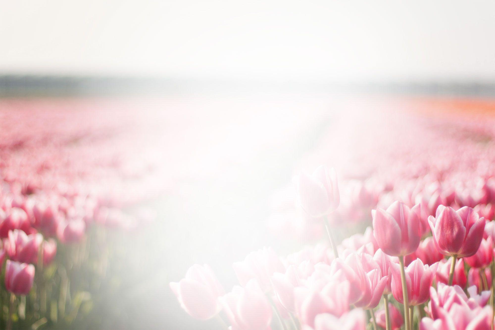 Funeral Flowers Wallpapers Top Free Funeral Flowers Backgrounds 