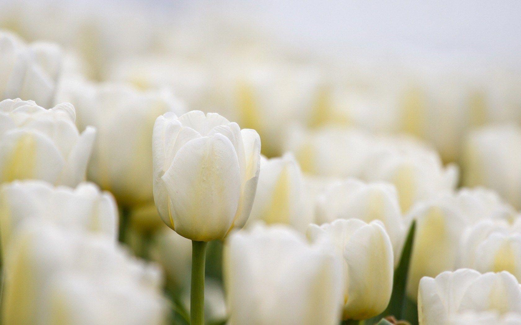 Free download White tulips wallpaper 19044 Open Walls 3264x2448 for your  Desktop Mobile  Tablet  Explore 46 White Tulips Wallpaper  Tulips  Wallpaper Red Tulips Wallpaper Tulips Wallpapers