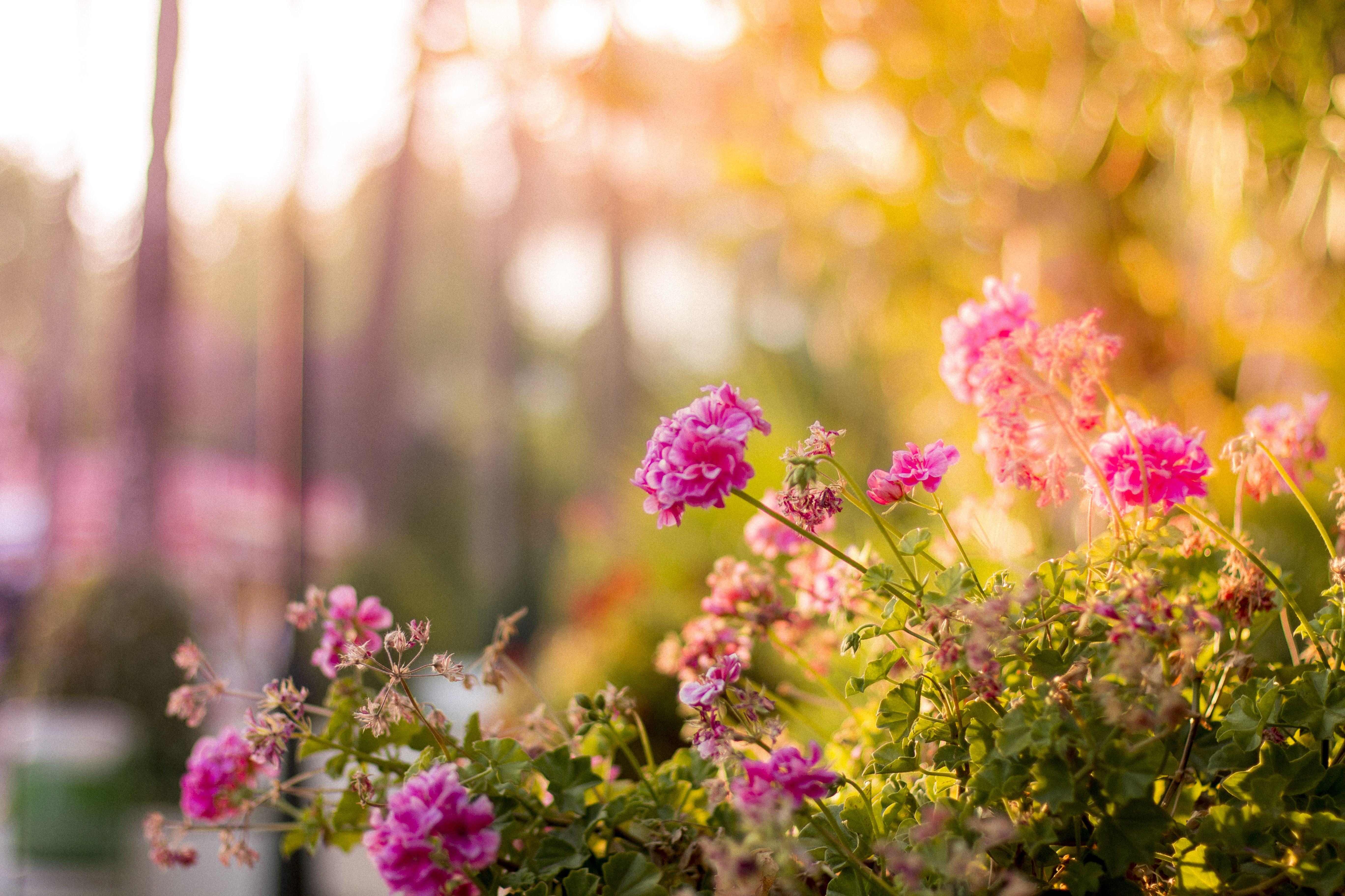 5472x3648 Selective Focus Photography of Pink Petaled Flowers · Free