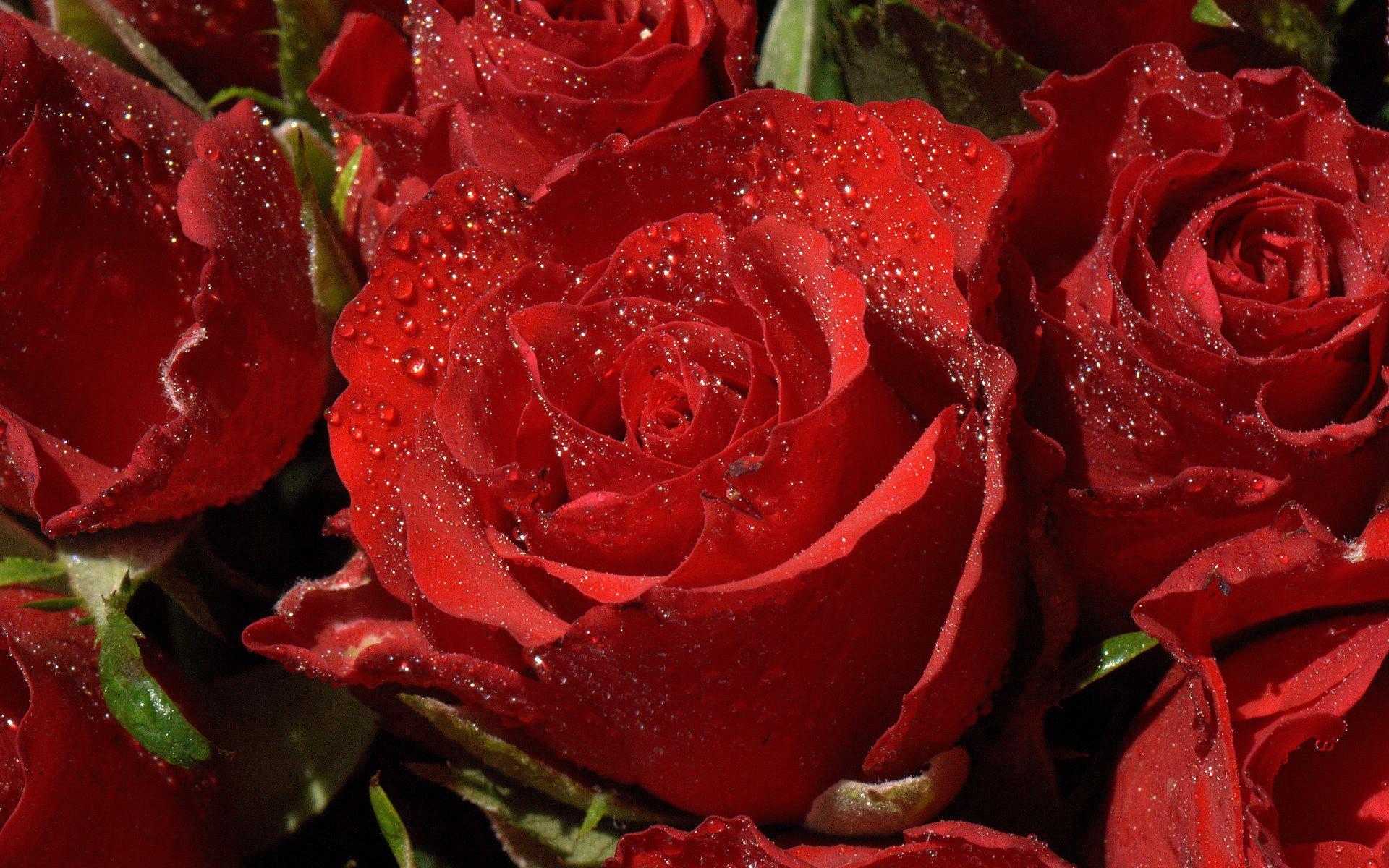 1920x1200 Red Flowers Wallpaper 42175 1920x1200px