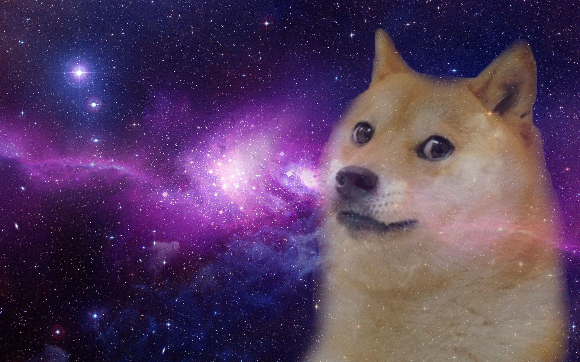 1920x1200 Doge Wallpaper High Resolution For Desktop Wallpaper