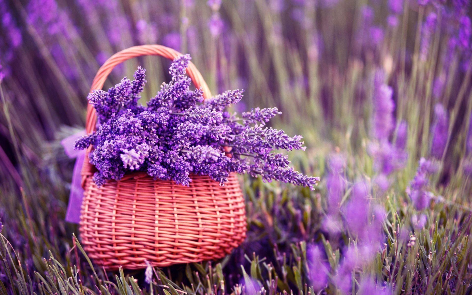 1920x1200 Lavender Flower Wallpaper