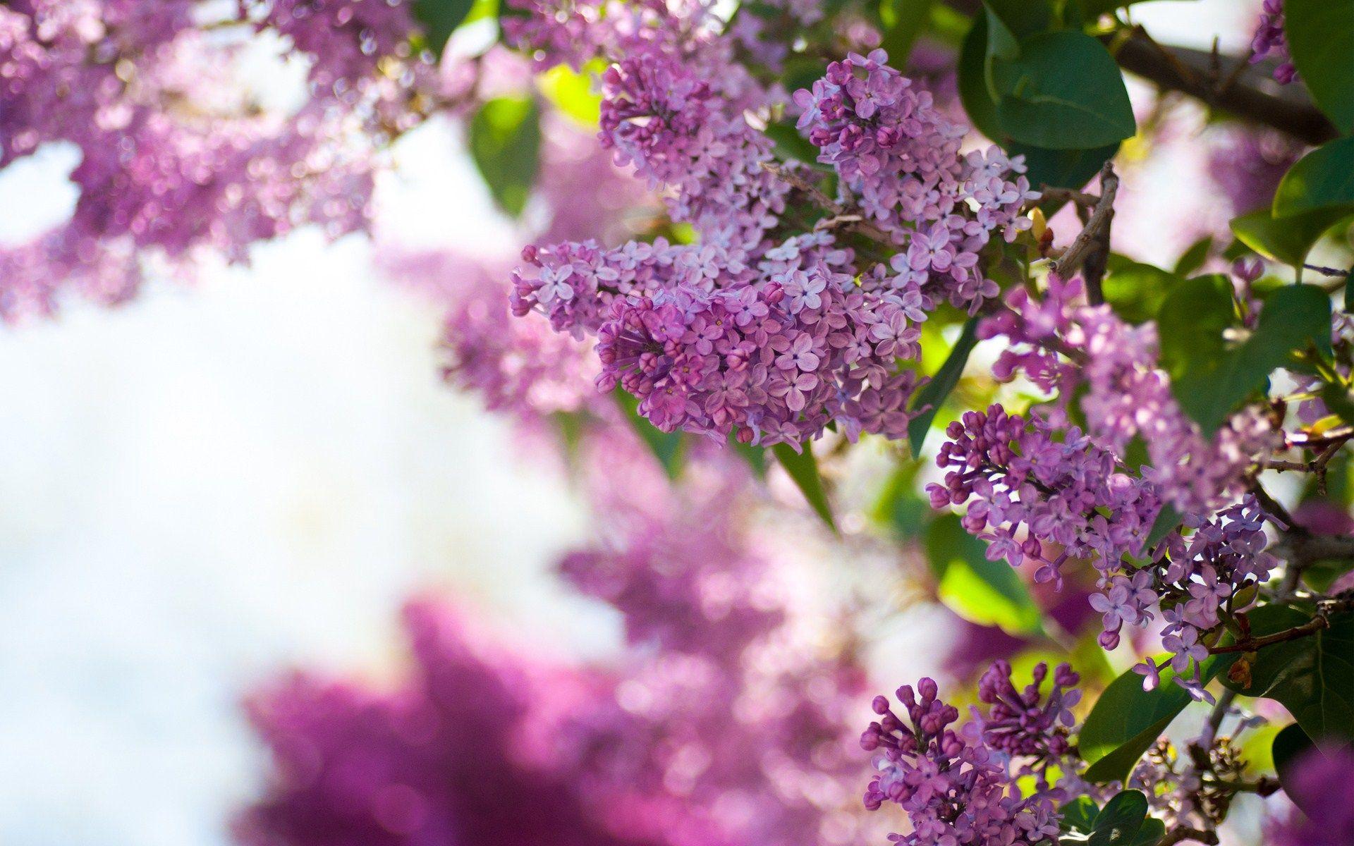 1920x1200 HD Lilac Wallpaper Free Download