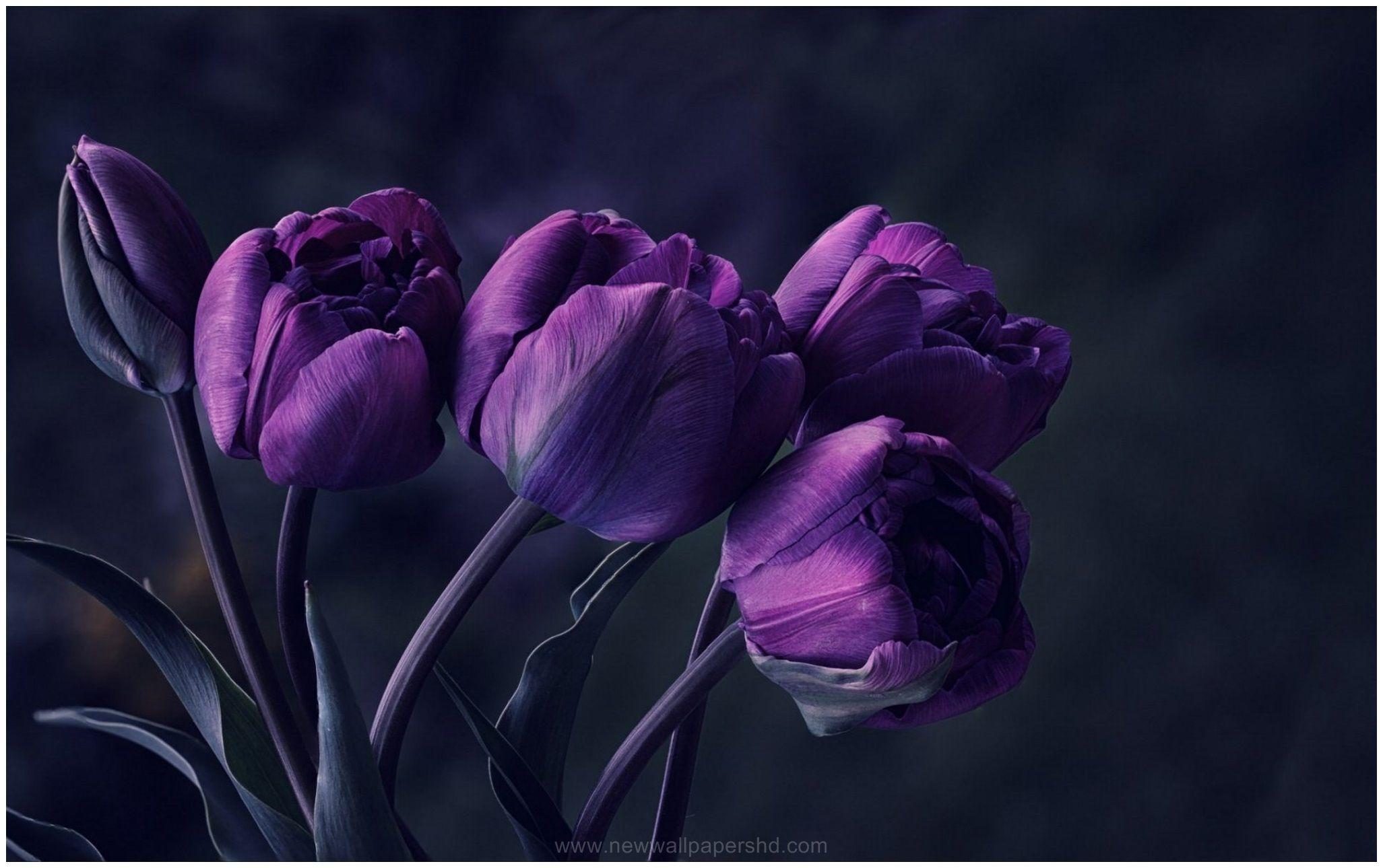 2053x1290 DARK PURPLE TULIP FLOWER HD WALLPAPER. Purple tulips, Tulips