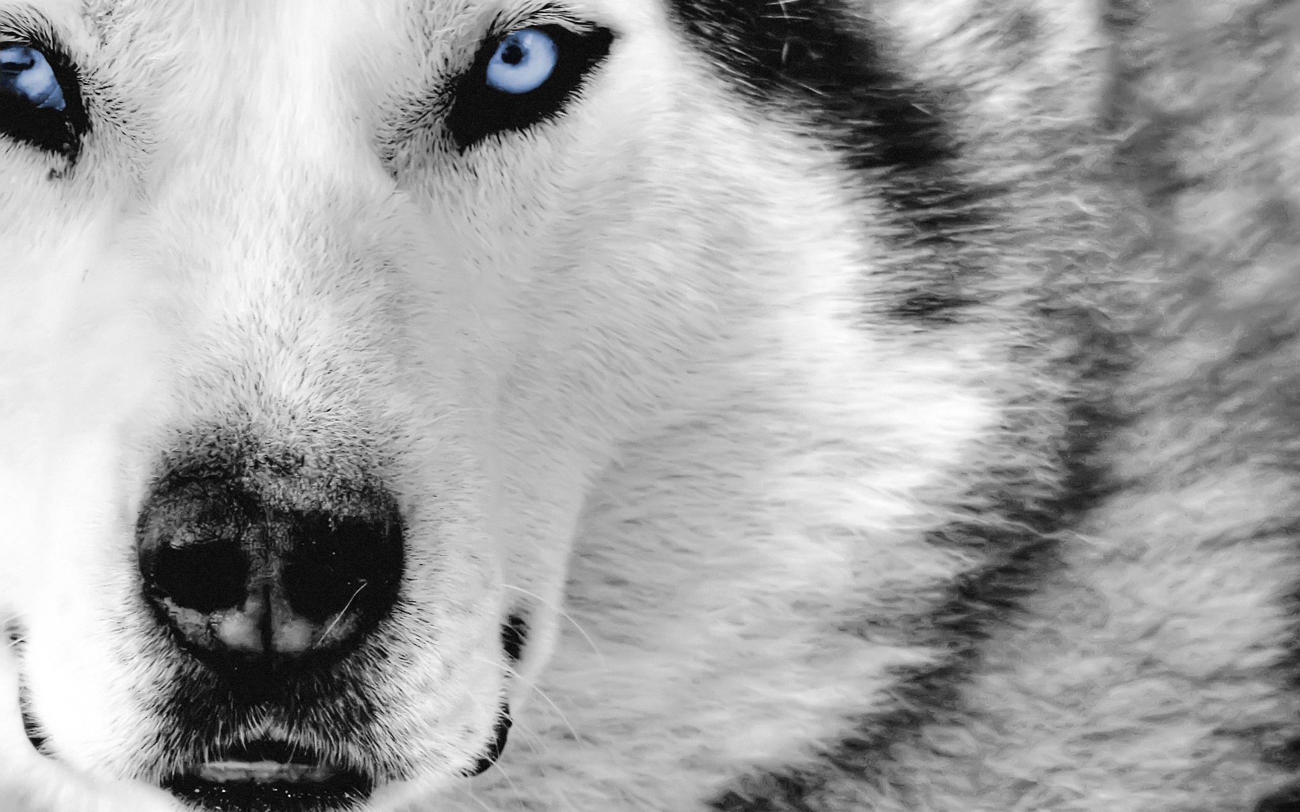 2560x1600 blue eyes wolf animals Wallpaper HD / Desktop and Mobile Background