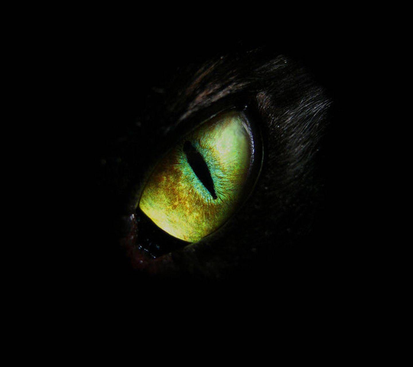 1440x1280 Eye wolf wallpaper