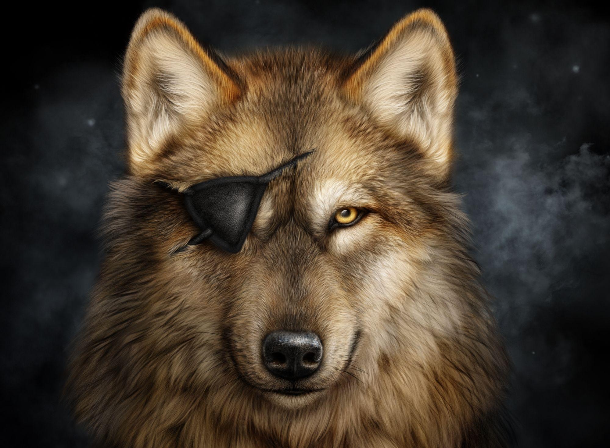 2000x1470 Wolf with an Eye Patch HD Wallpaper. Background Imagex1470