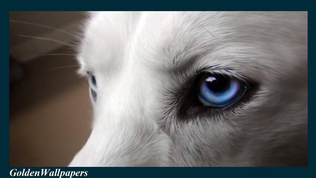 1280x720 Wolf Eyes Wallpaper for Android