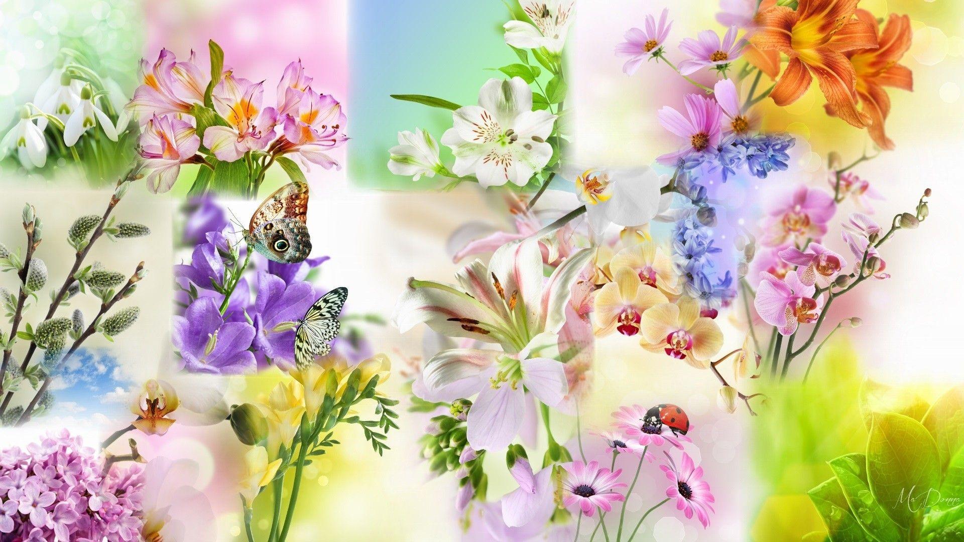 1920x1080 Spring Flower Wallpaper