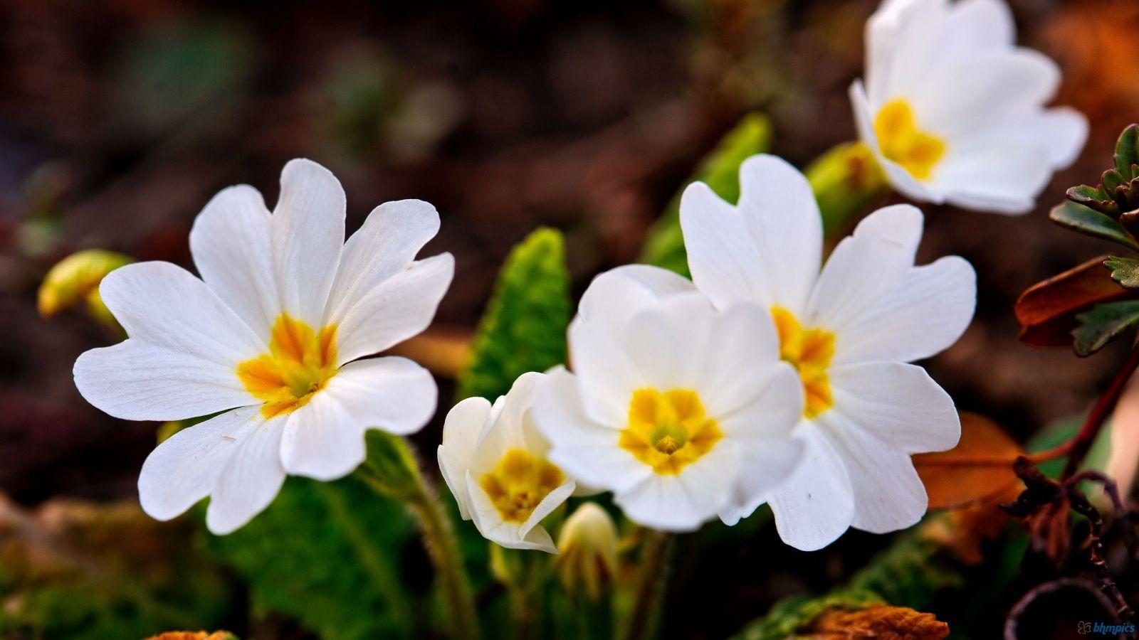 1600x900 few white spring flowers Flowers Wallpaper. HD Wallpaper 589