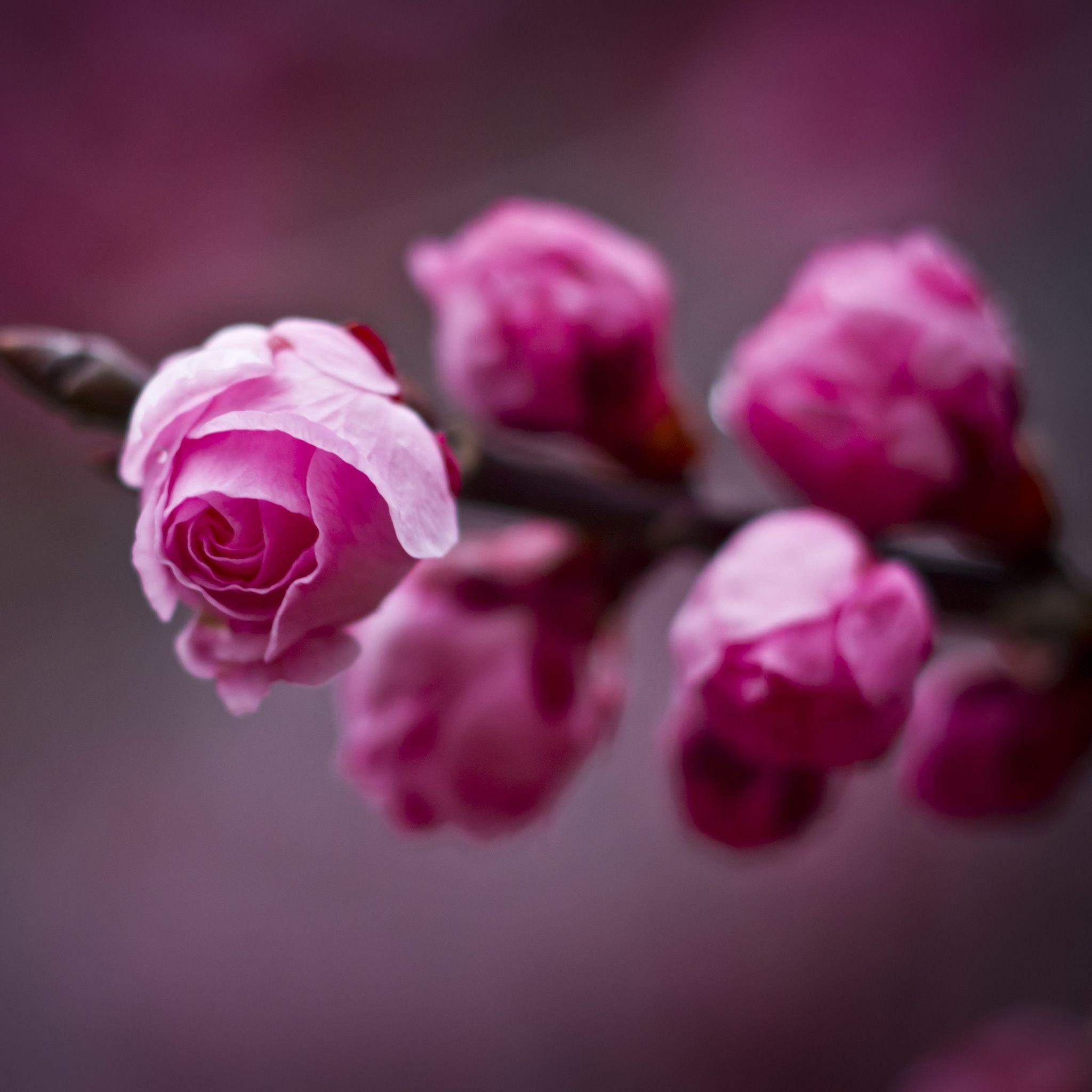 2048x2048 Flora Flower iPad Air Wallpaper Free Download
