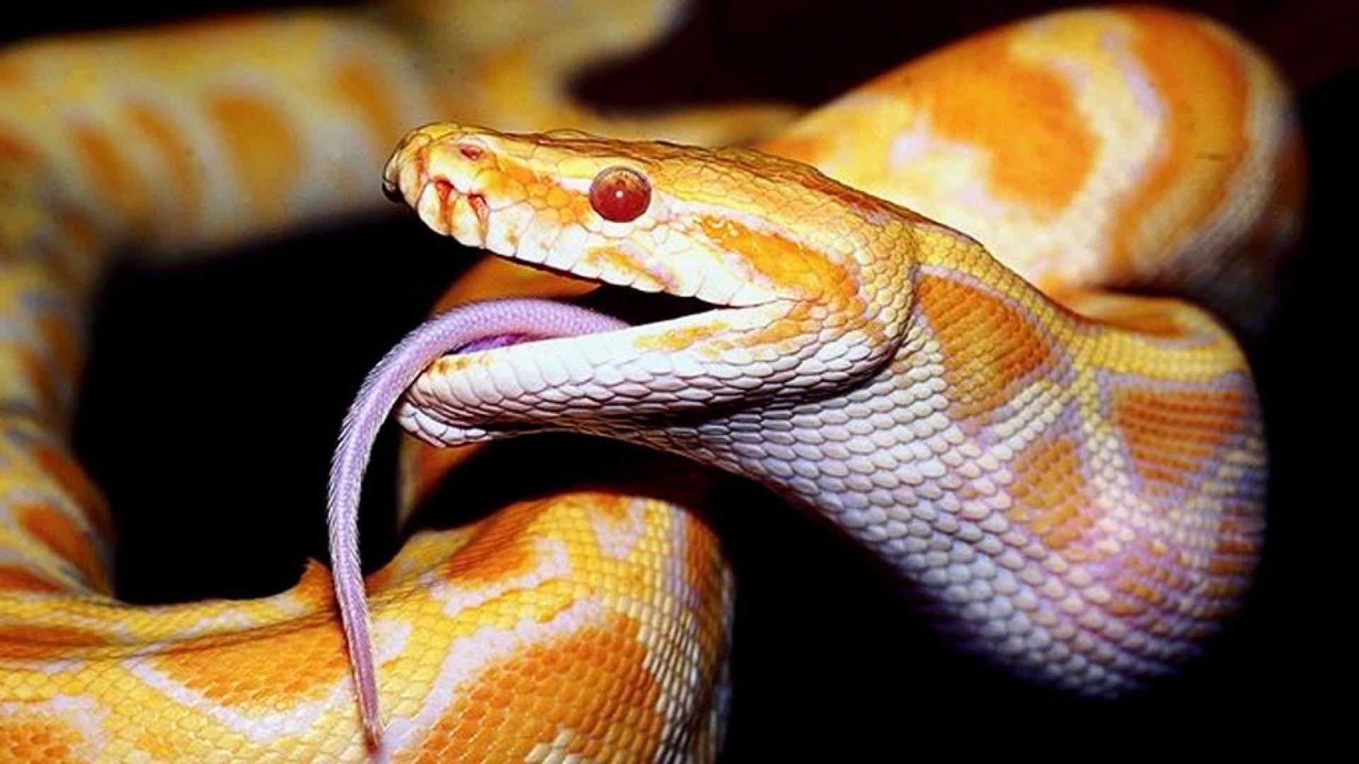Самые красивые змей в мире. Питон змея ядовитая. Мадагаскарский полоз. Собакоголовый удав.