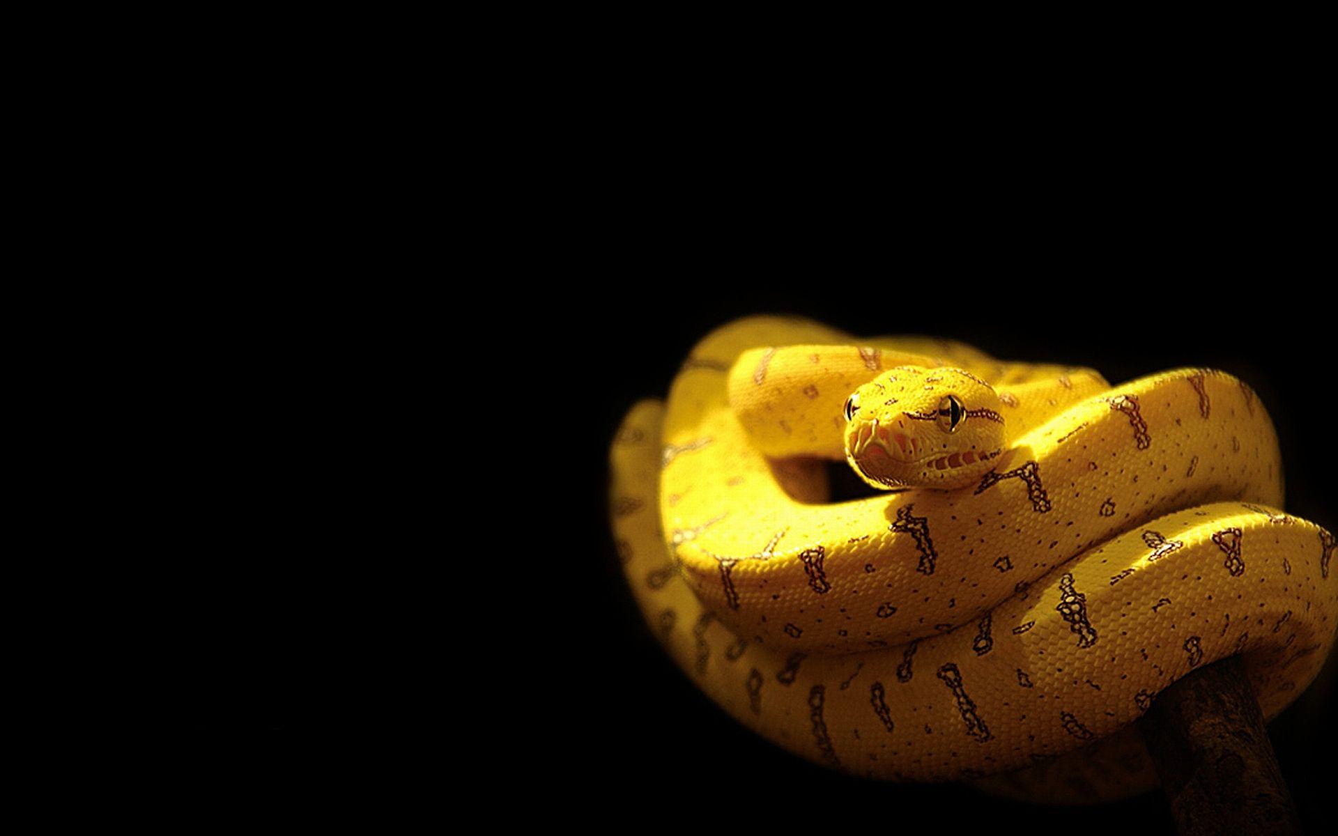 Gold Snake Wallpapers - Top Free Gold Snake Backgrounds - WallpaperAccess