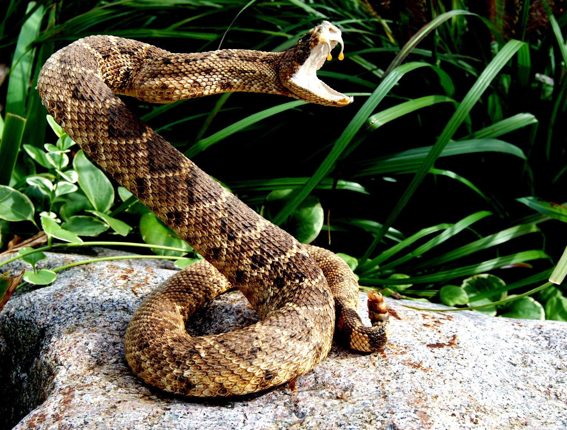 1960x1488 Rattlesnake Wallpaper