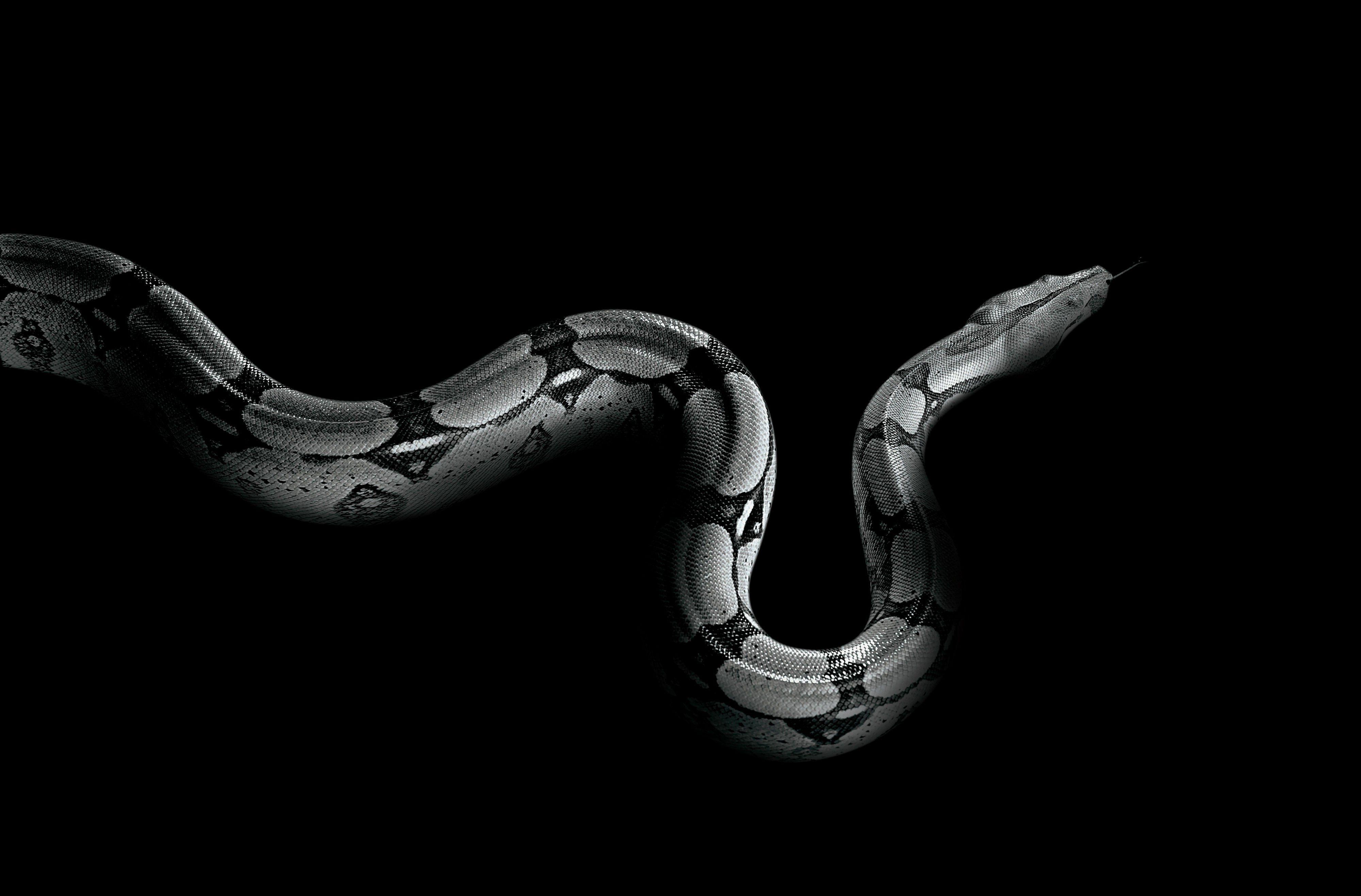 4000x2634 Black Snake Wallpaper