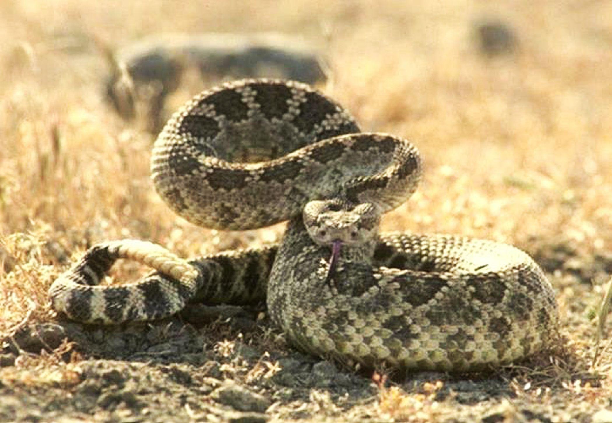 30000 Rattlesnake Pictures  Download Free Images on Unsplash
