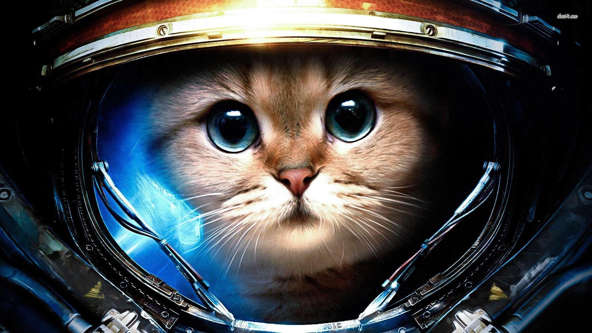1920x1080 Epic Cat Wallpaper
