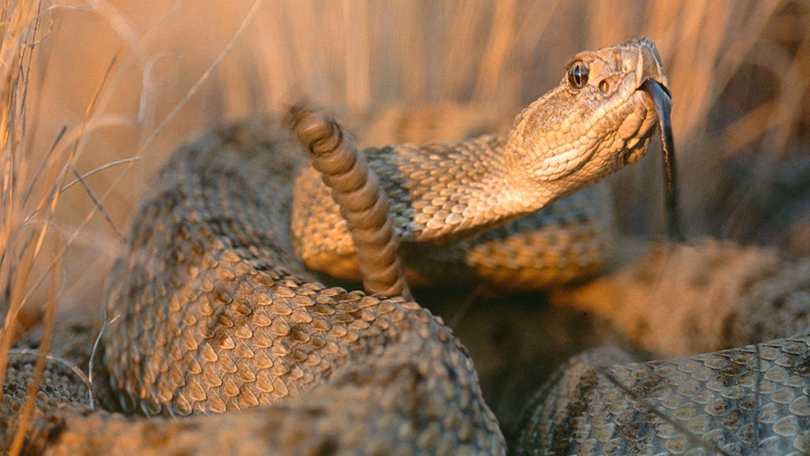 Rattlesnakes trick humans into thinking theyre closer than they are   National Geographic