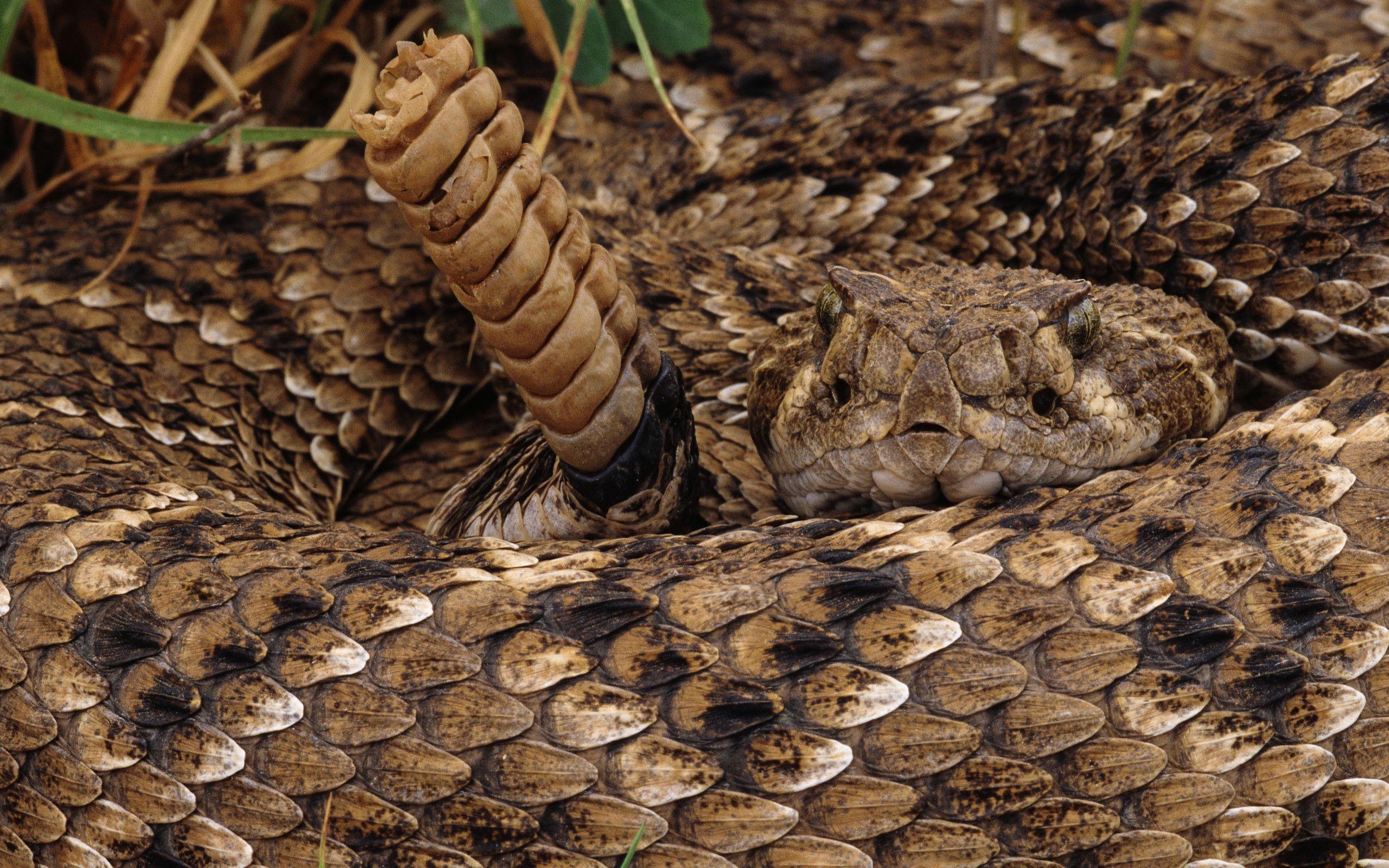 2560x1600 Free download Rattlesnake Computer Wallpaper Desktop Background