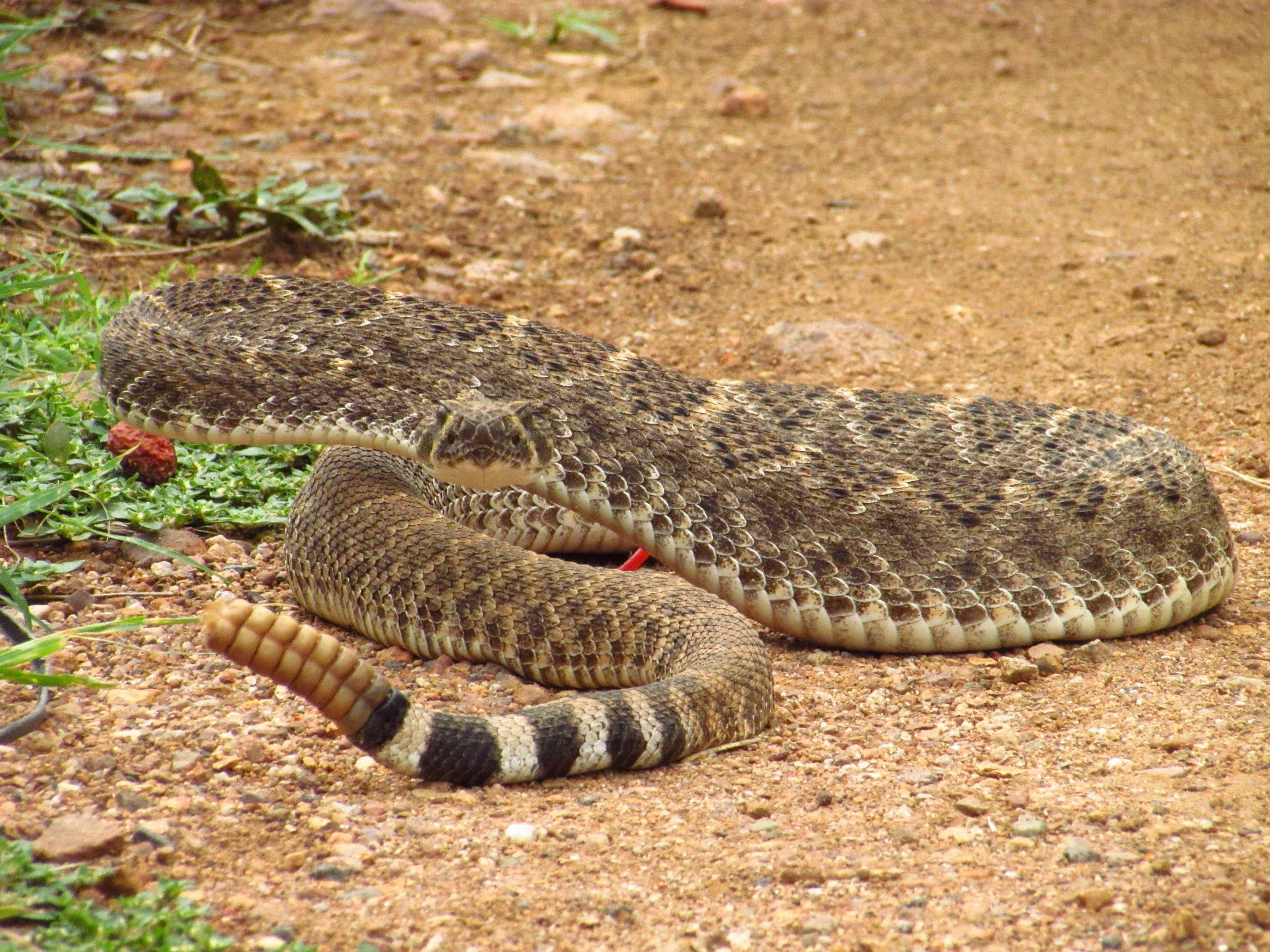 4320x3240 Big Rattlesnake Wallpaper HD / Desktop and Mobile Background