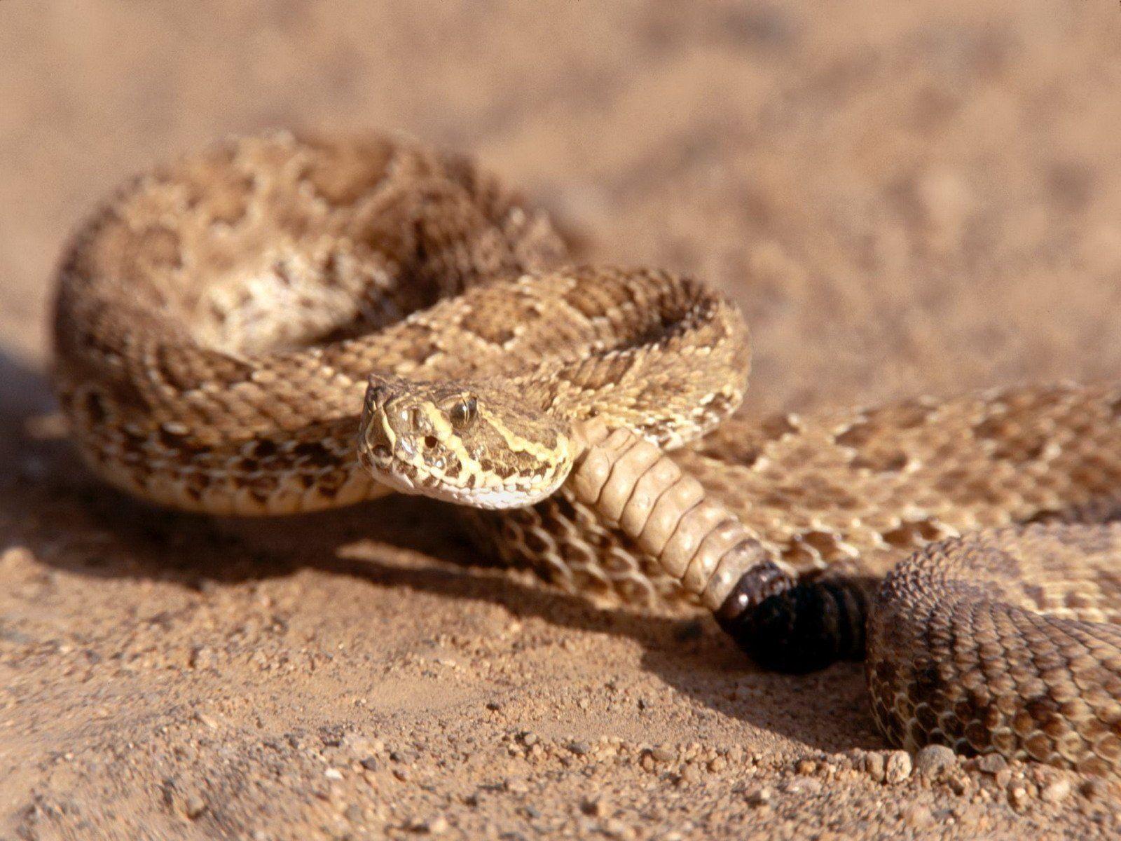 Rattlesnake Wallpapers - Top Free Rattlesnake Backgrounds - WallpaperAccess