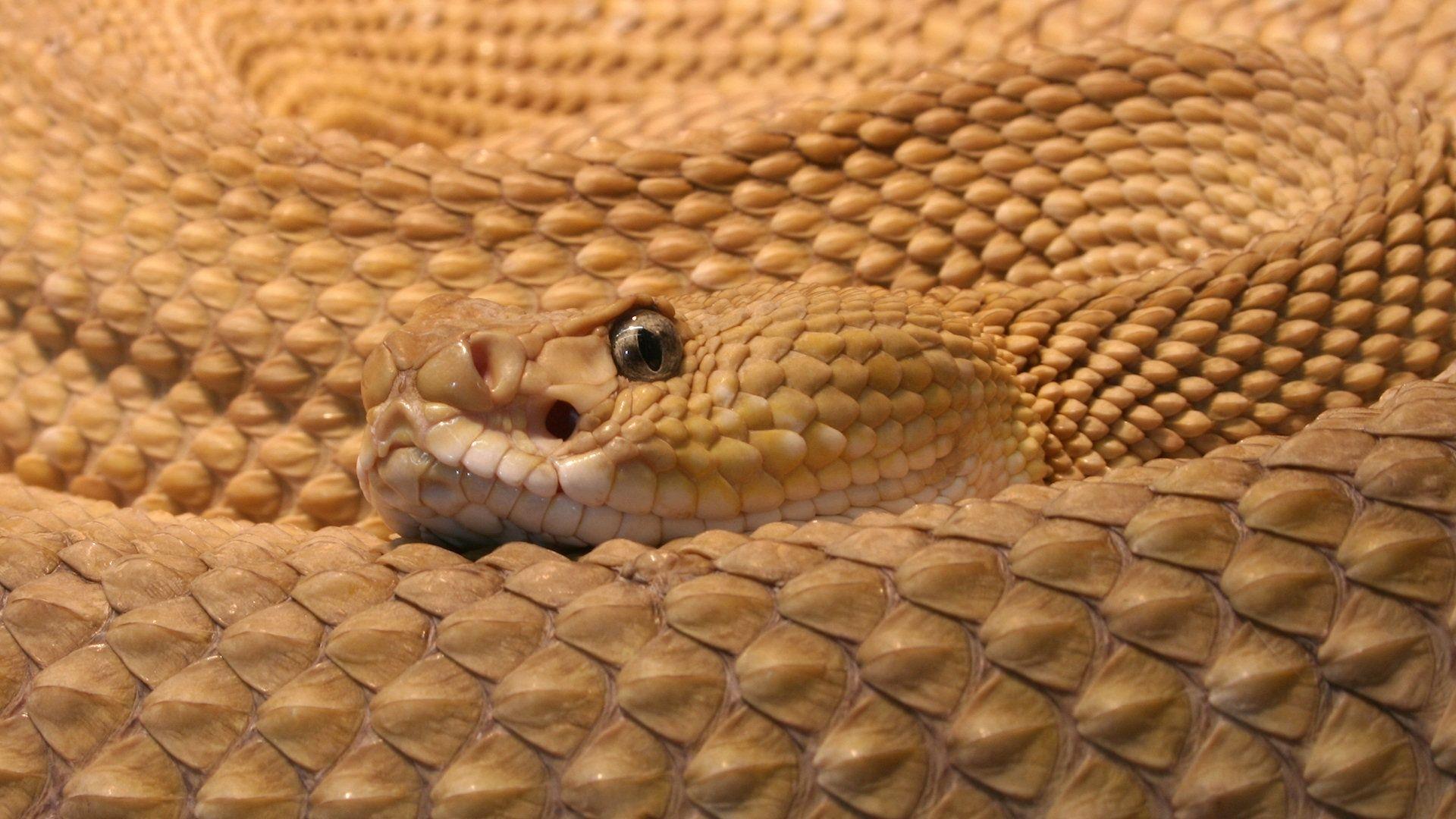 1920x1080 Rattlesnake