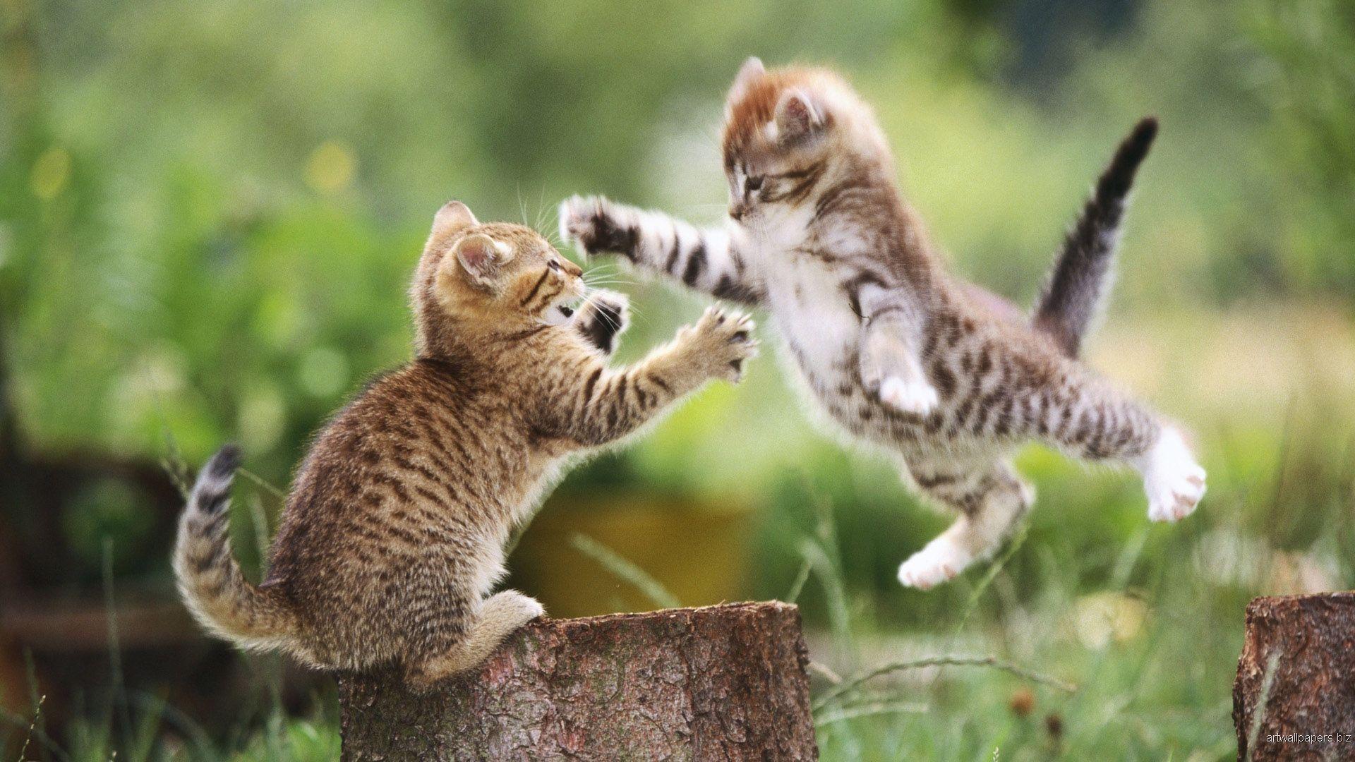 Epic Animals Wallpapers - Top Free Epic Animals Backgrounds - WallpaperAccess Epic Animals Wallpapers - Top Free Epic Animals Backgrounds - WallpaperAccess