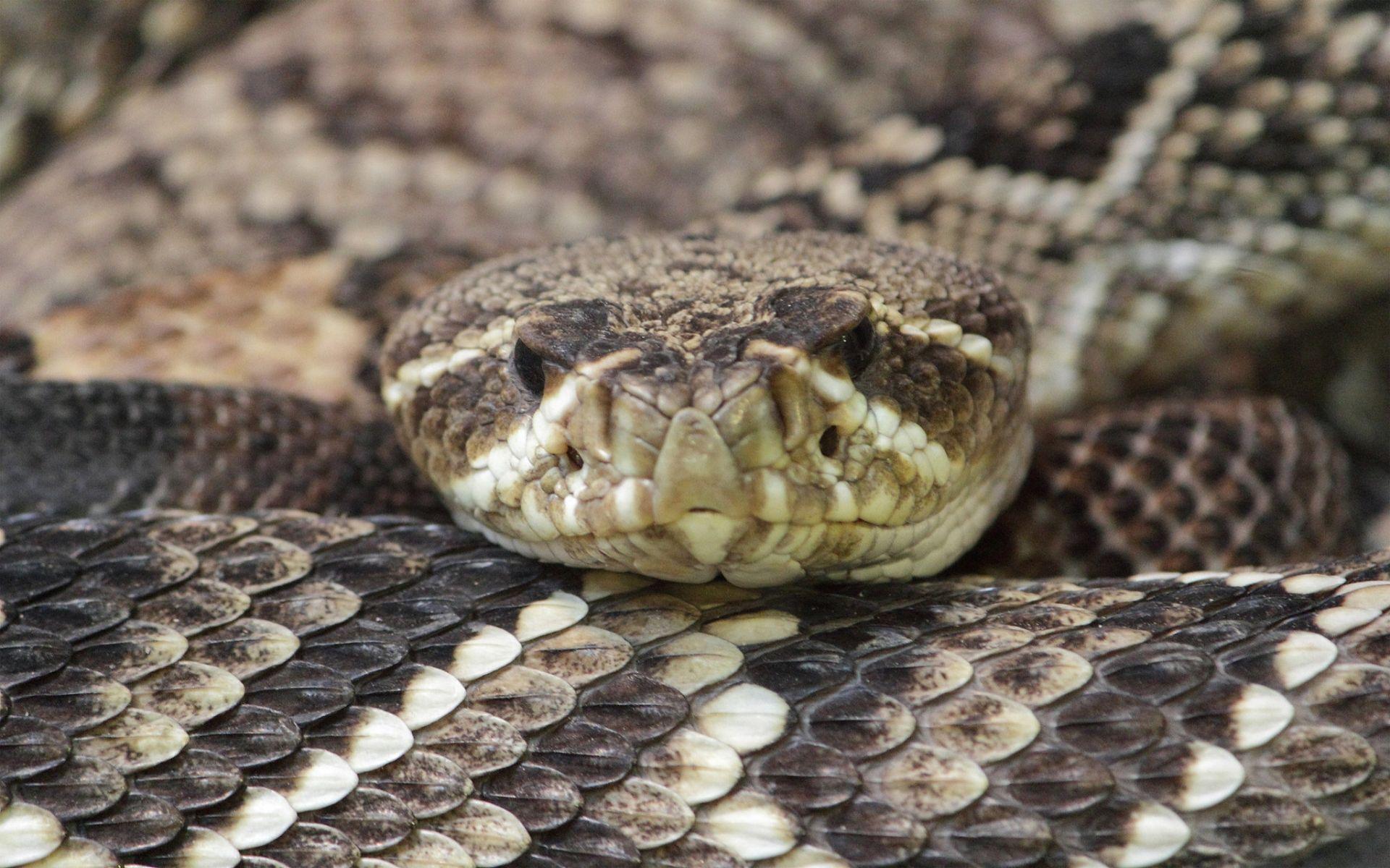 1920x1200 Eastern Diamondback Rattlesnake Wallpaper